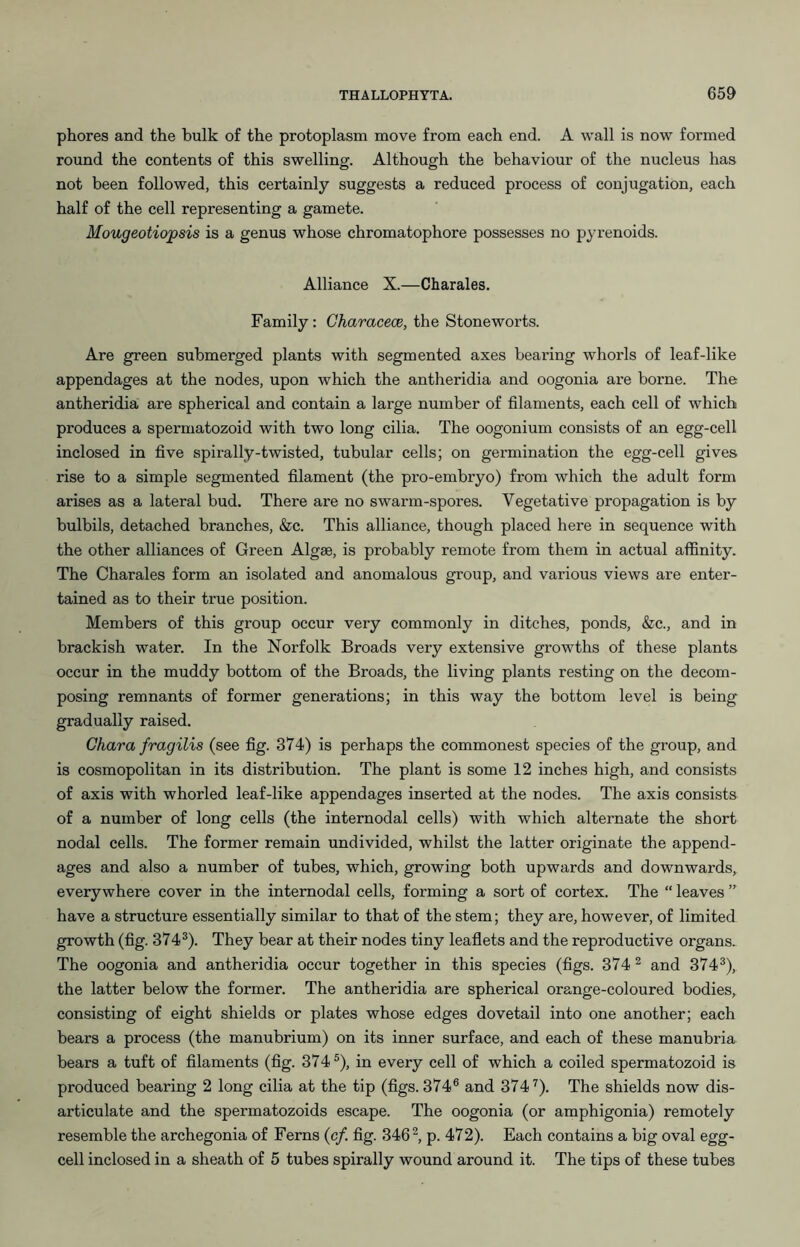 phores and the hulk of the protoplasm move from each end. A wall is now formed round the contents of this swelling. Although the behaviour of the nucleus has not been followed, this certainly suggests a reduced process of conjugation, each half of the cell representing a gamete. Mougeotiopsis is a genus whose chromatophore possesses no pyrenoids. Alliance X.—Charales. Family: Characece, the Stone worts. Are green submerged plants with segmented axes bearing whorls of leaf-like appendages at the nodes, upon which the antheridia and oogonia are borne. The antheridia are spherical and contain a large number of filaments, each cell of which produces a spermatozoid with two long cilia. The oogonium consists of an egg-cell inclosed in five spirally-twisted, tubular cells; on germination the egg-cell gives rise to a simple segmented filament (the pro-embryo) from which the adult form arises as a lateral bud. There are no swarm-spores. Vegetative propagation is by bulbils, detached branches, &c. This alliance, though placed here in sequence with the other alliances of Green Algae, is probably remote from them in actual affinity. The Charales form an isolated and anomalous group, and various views are enter- tained as to their true position. Members of this group occur very commonly in ditches, ponds, &c., and in brackish water. In the Norfolk Broads very extensive growths of these plants occur in the muddy bottom of the Broads, the living plants resting on the decom- posing remnants of former generations; in this way the bottom level is being gradually raised. Chara fragilis (see fig. 374) is perhaps the commonest species of the group, and is cosmopolitan in its distribution. The plant is some 12 inches high, and consists of axis with whorled leaf-like appendages inserted at the nodes. The axis consists of a number of long cells (the internodal cells) with which alternate the short nodal cells. The former remain undivided, whilst the latter originate the append- ages and also a number of tubes, which, growing both upwards and downwards, everywhere cover in the internodal cells, forming a sort of cortex. The “ leaves ” have a structure essentially similar to that of the stem; they are, however, of limited growth (fig. 374^). They bear at their nodes tiny leaflets and the reproductive organs. The oogonia and antheridia occur together in this species (figs. 374^ and 374^), the latter below the former. The antheridia are spherical orange-coloured bodies, consisting of eight shields or plates whose edges dovetail into one another; each bears a process (the manubrium) on its inner surface, and each of these manuhria bears a tuft of filaments (fig. 374®), in every cell of which a coiled spermatozoid is produced bearing 2 long cilia at the tip (figs. 374® and 374^). The shields now dis- articulate and the spermatozoids escape. The oogonia (or amphigonia) remotely resemble the archegonia of Ferns (cf, fig. 346 ^ p. 472). Each contains a big oval egg- cell inclosed in a sheath of 5 tubes spirally wound around it. The tips of these tubes