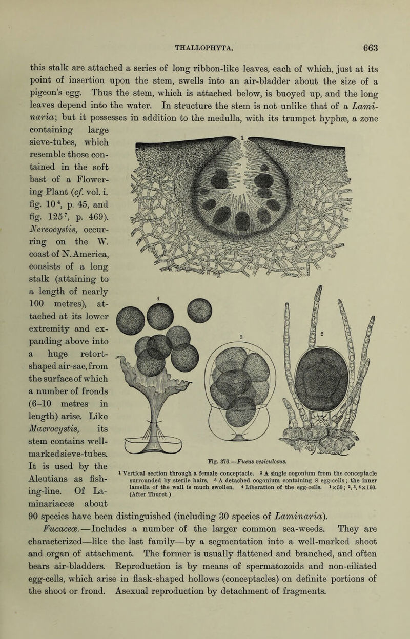 this stalk are attached a series of long ribbon-like leaves, each of which, just at its point of insertion upon the stem, swells into an air-bladder about the size of a pigeon’s egg. Thus the stem, which is attached below, is buoyed up, and the long leaves depend into the water. In structure the stem is not unlike that of a Lawd- naria; but it possesses in addition to the medulla, with its trumpet hyphse, a zone containing large sieve-tubes, which resemble those con- tained in the soft bast of a Flower- ing Plant (c/. vol. i. fig. 10 ^ p. 45, and fig. 125 ^ p. 469). Nereocystis, occur- ring on the W. coast of N. America, consists of a long stalk (attaining to a length of nearly 100 metres), at- tached at its lower extremity and ex- panding above into a huge retort- shaped air-sac, from the surface of which a number of fronds (6-10 metres in length) arise. Like Macrocystis, its stem contains well- marked sieve-tubes. It is used by the Aleutians as fish- ing-line. Of La- minariacese about 90 species have been distinguished (including 30 species of Laminaria). Fucacece.—Includes a number of the larger common sea-weeds. They are characterized—like the last family—by a segmentation into a well-marked shoot and organ of attachment. The former is usually fiattened and branched, and often bears air-bladders. Reproduction is by means of spermatozoids and non-ciliated egg-cells, which arise in flask-shaped hollows (conceptacles) on definite portions of the shoot or frond. Asexual reproduction by detachment of fragments. Fig. 576.—Fucus vesiculosus. 1 Vertical section through a female conceptacle. ^ A single oogonium from the conceptacle surrounded by sterile hairs, s A detached oogonium containing 8 egg-ceiis; the inner lamelia of the wall is much swollen. < Liberation of the egg-cells. i x 50; 2, a, 4 x 160. (Alter Thuret.)