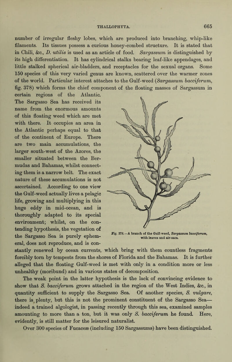 number of irregular fleshy lobes, which are produced into branching, whip-like fllaments. Its tissues possess a curious honey-combed structure. It is stated that in Chili, &c., D. utilis is used as an article of food. Sargassum is distinguished by its high differentiation. It has cylindrical stalks bearing leaf-like appendages, and little stalked spherical air-bladders, and receptacles for the sexual organs. Some 150 species of this very varied genus are known, scattered over the warmer zones of the world. Particular interest attaches to the Gulf-weed {Sargassum hacciferum, flg. 378) which forms the chief component of the floating masses of Sargassum in certain regions of the Atlantic. The Sargasso Sea has received its name from the enormous amounts of this floating weed which are met with there. It occupies an area in the Atlantic perhaps equal to that of the continent of Europe. There are two main accumulations, the larger south-west of the Azores, the smaller situated between the Ber- mudas and Bahamas, whilst connect- ing them is a narrow belt. The exact nature of these accumulations is not ascertained. According to one view the Gulf-weed actually lives a pelagic life, growing and multiplying in this huge eddy in mid-ocean, and is thoroughly adapted to its special environment; whilst, on the con- tending hypothesis, the vegetation of the Sargasso Sea is purely ephem- eral, does not reproduce, and is con- stantly renewed by ocean currents, which bring with them countless fragments forcibly tom by tempests from the shores of Florida and the Bahamas. It is further alleged that the floating Gulf-weed is met with only in a condition more or less unhealthy (moribund) and in various states of decomposition. The weak point in the latter hypothesis is the lack of convincing evidence to show that S. hacciferum grows attached in the region of the West Indies, &c., in quantity sufficient to supply the Sargasso Sea. Of another species, S. vulgare, there is plenty, but this is not the prominent constituent of the Sargasso Sea— indeed a trained algologist, in passing recently through this sea, examined samples amounting to more than a ton, but it was only S. hacciferum he found. Here, evidently, is still matter for the leisured naturalist. Over 300 species of Fucaceae (including 150 Sargassums) have been distinguished. fig. 378.—A branch of the Gulf-weed, Sargassum hacciferum, with leaves and air-sacs.