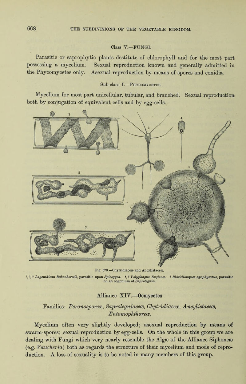 Class V.—FUNGI. Parasitic or saprophytic plants destitute o£ chlorophyll and for the most part possessing a mycelium. Sexual reproduction known and generally admitted in the Phycomycetes only. Asexual reproduction hy means of spores and conidia. Sub-class I.—Phycomycetes. Mycelium for most part unicellular, tubular, and branched. Sexual reproduction both by conjugation of equivalent cells and by egg-cells. Fig. 379.—ChytridiacesB and Ancylistacese. *, 2, s Lagenidium Mabenhorstii, parasitic upon Spirogyra. *, 5 Polyphagus Euglence. ® Rhizidiomyces apophysatus, parasitic on an oogonium of Saprolegnia. Alliance XIV.—Oomycetes Families: Peronosporece, Saprolegniacece, Ghytridiacece, Ancylistacece, Entomophthorece. Mycelium often very slightly developed; asexual reproduction by means of swarm-spores; sexual reproduction by egg-cells. On the whole in this group we are dealing with Fungi which very nearly resemble the Algse of the Alliance Siphonese (e.g. Vaucheria) both as regards the structure of their mycelium and mode of repro- duction. A loss of sexuality is to be noted in many members of this group.