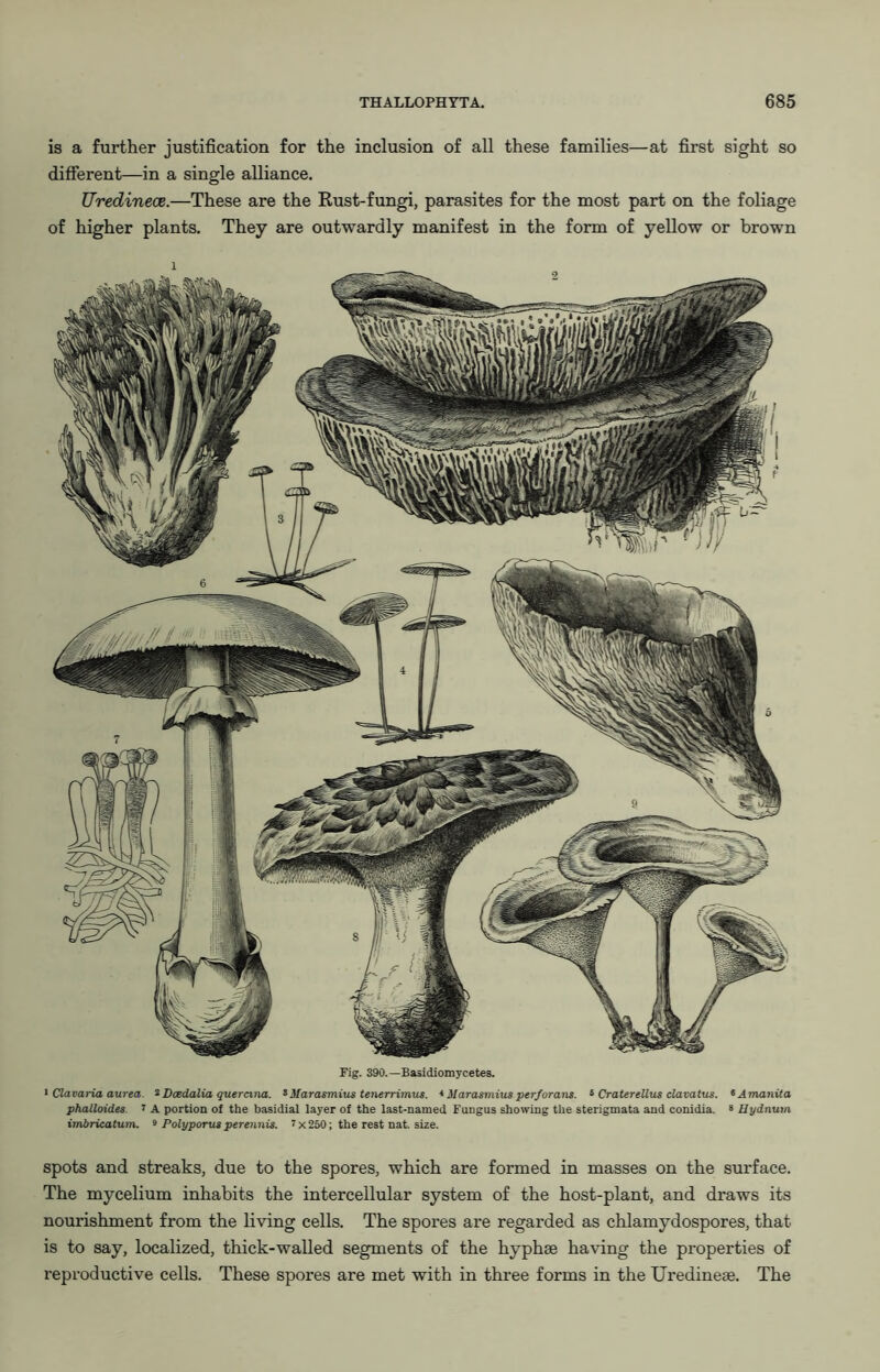 is a further justification for the inclusion of all these families—at first sight so different—in a single alliance. Uredineoe.—These are the Rust-fungi, parasites for the most part on the foliage of higher plants. They are outwardly manifest in the form of yellow or brown 1 rig. 390.—Basidiomycetes. ' Clavaria aurea. ^Dcedalia quercina. ^ilarasmius tenerrimus. *ilarasmiusperforans. ^ Craterellus davatus. ^Amanita phalloides. ? A portion ol the basidial layer of the last-named Fungus showing the sterigmata and conidia. 8 Hydnum imiiricatum. » Polyporus perennis. ? x 250; the rest nat size. spots and streaks, due to the spores, which are formed in masses on the surface. The mycelium inhabits the intercellular system of the host-plant, and draws its nourishment from the living cells. The spores are regarded as chlamydospores, that is to say, localized, thick-walled segments of the hyphse ha\’ing the properties of reproductive cells. These spores are met with in three forms in the Uredineae. The