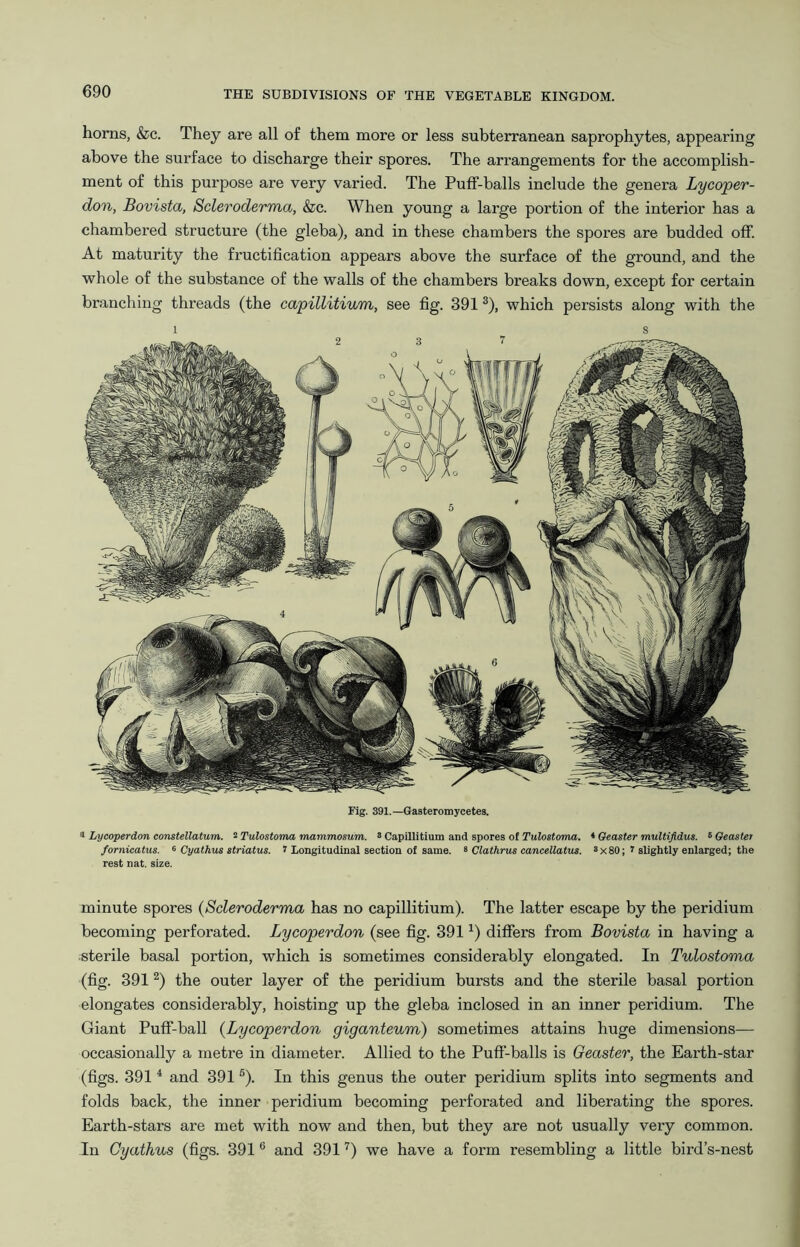 horns, &c. They are all of them more or less subterranean saprophytes, appearing above the surface to discharge their spores. The arrangements for the accomplish- ment of this purpose are very varied. The Puff-balls include the genera Lycoper- don, Bovista, Scleroderma, &c. When young a large portion of the interior has a chambered structure (the gleba), and in these chambers the spores are budded off. At maturity the fructification appears above the surface of the ground, and the whole of the substance of the walls of the chambers breaks down, except for certain branching threads (the capillitium, see fig. 391 ®), which persists along with the Fig. 391.—Gasteromycetes. 1 Lyeoperdon constellatum. 2 Tulostoma mammosum. s Capillitium and spores ot Tulostoma. * Geaster multifidus. ^ Oeaster fornicatus. ^ Cyathus striatus. t Longitudinal section of same. > Clathrus cancellatus. 8x80; t slightly enlarged; the rest nat. size. minute spores {Scleroderma has no capillitium). The latter escape by the peridium becoming perforated. Lyeoperdon (see fig. 391 differs from Bovista in having a sterile basal portion, which is sometimes considerably elongated. In Tulostoma (fig. 391 the outer layer of the peridium bursts and the sterile basal portion elongates considerably, hoisting up the gleba inclosed in an inner peridium. The Giant Puff-ball {Lyeoperdon giganteum) sometimes attains huge dimensions— occasionally a metre in diameter. Allied to the Puff-balls is Geaster, the Earth-star (figs. 391 * and 391 ®). In this genus the outer peridium splits into segments and folds back, the inner peridium becoming perforated and liberating the spores. Earth-stars are met with now and then, but they are not usually very common. In Cyathus (figs. 391 ® and 391 we have a form resembling a little bird’s-nest