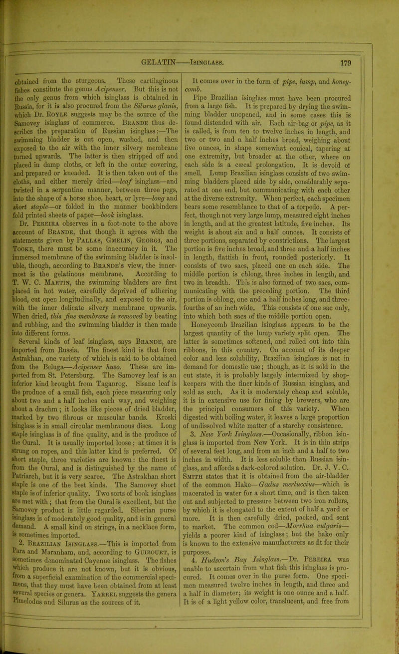 — obtained from the sturgeons. These cartilaginous fishes constitute the genus Acipenser. But this is not the only genus from which isinglass is obtained in Russia, for it is also procured from the Silurus glanis, which Dr. Royle suggests may be the source of the Samovey isinglass of commerce. Brande thus de- scribes the preparation of Russian isinglass:—The swimming bladder is cut open, washed, and then exposed to the air with the inner silvery membrane turned upwards. The latter is then stripped otF and placed in damp cloths, or left in the outer covering, and prepared or kneaded. It is then taken out of the cloths, and either merely dried—leaf isinglass—and twisted in a serpentine manner, between three pegs, into the shape of a horse shoe, heart, or lyre—long and short staple—or folded in the manner bookbinders fold printed sheets of paper—book isinglass. Dr. Pereira observes in a foot-note to the above account of Brande, that though it agrees with the statements given by Pallas, Gmelin, Georgi, and Tooke, there must be some inaccuracy in it. The immersed membrane of the swimming bladder is insol- uble, though, according to Brande’s view, the inner- most is the gelatinous membrane. According to T. W. C. Martin, the swimming bladders are first placed in hot water, carefully deprived of adhering blood, cut open longitudinally, and exposed to the air, with the inner delicate silvery membrane upwards. 'When dried, this fine membrane is removed by beating and rubbing, and the swimming bladder is then made into different forms. Several kinds of leaf isinglass, says Brande, are imported from Russia. The finest kind is that from Astrakhan, one variety of which is said to be obtained from the Beluga—Acipenser huso. These are im- ported from St. Petersburg. The Samovey leaf is an inferior kind brought from Taganrog. Sisane leaf is the produce of a small fish, each piece measuring only about two and a half inches each way, and weighing about a drachm ; it looks like pieces of dried bladder, marked by two fibrous or muscular bands. Kroski isinglass is in small circular membranous discs. Long staple isinglass is of fine quality, and is the produce of the Oural. It is usually imported loose ; at times it is strung on ropes, and this latter kind is preferred. Of short staple, three varieties are known: the finest is from the Oural, and is distinguished by the name of Patriarch, but it is very scarce. The Astrakhan short staple is one of the best kinds. The Samovey short staple is of inferior quality. Two sorts of book isinglass are met with ; that from the Oural is excellent, but the Samovey product is little regarded. Siberian purse isinglass is of moderately good quality, and is in general demand. A small kind on strings, in a necklace form, is sometimes imported. 2. Brazilian Isinglass.—This is imported from Lara and Maranham, and, according to Guibourt, is sometimes denominated Cayenne isinglass. The fishes which produce it are not known, but it is obvious, from a superficial examination of the commercial speci- raens, that they must have been obtained from at least several species or genera. Yarrel suggests the genera Pimelodus and Silurus as the sources of it. It comes over iu the form of pipe, lump, and honey- comb. Pipe Brazilian isinglass must have been procured from a large fish. It is prepared by drying the swim- ming bladder unopened, and in some cases this is found distended with air. Each air-bag or pipe, as it is called, is from ten to twelve inches in length, and two or two and a half inches broad, weighing about five ounces, in shape somewhat conical, tapering at one extremity, but broader at the other, where on each side is a c;ecal prolongation. It is devoid ot smell. Lump Brazilian isinglass consists of two swim- ming bladders placed side by side, considerably sepa- rated at one end, but communicating with each other at the diverse extremity. When perfect, each specimen bears some resemblance to that of a toipedo. A per- fect, though not very large lump, measured eight inches in length, and at the greatest latitude, five inches. Its •weight is about six and a half ounces. It consists of three portions, separated by constrictions. The largest portion is five inches broad, and three and a half inches in length, flatfish in front, rounded posteriorly. It consists of two sacs, placed one on each side. The middle portion is oblong, three inches in length, and two in breadth. This is also formed of two sacs, com- municating with the preceding portion. The third portion is oblong, one and a half inches long, and three- fourths of an inch wide. This consists of one sac only, into which both sacs of the middle portion open. Honeycomb Brazilian isinglass appears to be the largest quantity of the lump variety split open. The latter is sometimes softened, and rolled out into thin ribbons, in this country. On account of its deeper color and less solubility, Brazilian isinglass is not in demand for domestic use; though, as it is sold in the cut state, it is probably largely intermixed by shop- keepers with the finer kinds of Russian isinglass, and sold as such. As it is moderately cheap and soluble, it is in extensive use for fining by brewers, who are the principal consumers of this variety. When digested with boiling water, it leaves a large proportion of undissolved white matter of a starchy consistence. 3. New York Isinglass.—Occasionally, ribbon isin- glass is imported from New York. It is in thin strips of several feet long, and from an inch and a half to two inches in width. It is less soluble than Russian isin- glass, and affords a dark-colored solution. Dr. J. V. C. Smith states that it is obtained from the air-bladder of the common Hake—Gadus merluccius—which is macerated in water for a short time, and is then taken out and subjected to pressure between two iron rollers, by which it is elongated to the extent of half a yard or more. It is then carefully dried, packed, and sent to market. The common cod—Morrhua vulgaris— yields a poorer kind of isinglass; but the hake only is known to the extensive manufacturers as fit for their purposes. 4. Hudson's Bay Isinglass.—Dr. Pereira was unable to ascertain from what fish this isinglass is pro- cured. It comes over in the purse form. One speci- men measured twelve inches in length, and three and a half in diameter; its weight is one ounce and a half. It is of a light yellow color, translucent, and free from