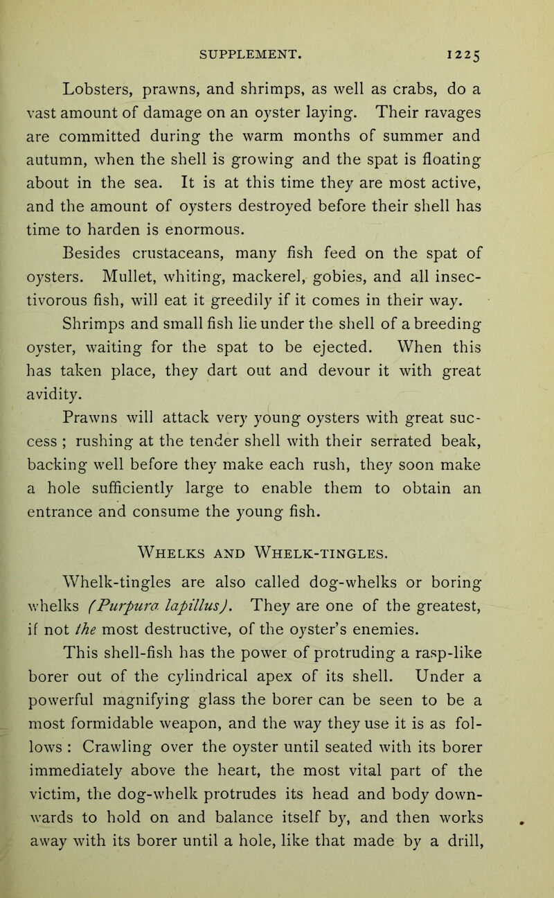 Lobsters, prawns, and shrimps, as well as crabs, do a vast amount of damage on an oyster laying. Their ravages are committed during the warm months of summer and autumn, when the shell is growing and the spat is floating about in the sea. It is at this time they are most active, and the amount of oysters destroyed before their shell has time to harden is enormous. Besides crustaceans, many fish feed on the spat of oysters. Mullet, whiting, mackerel, gobies, and all insec- tivorous fish, will eat it greedily if it comes in their way. Shrimps and small fish lie under the shell of a breeding oyster, waiting for the spat to be ejected. When this has taken place, they dart out and devour it with great avidity. Prawns will attack very young oysters with great suc- cess ; rushing at the tender shell with their serrated beak, backing well before they make each rush, they soon make a hole sufficiently large to enable them to obtain an entrance and consume the young fish. Whelks and Whelk-tingles. Whelk-tingles are also called dog-whelks or boring whelks (Purpura lapillus). They are one of the greatest, if not the most destructive, of the oyster’s enemies. This shell-fish has the power of protruding a rasp-like borer out of the cylindrical apex of its shell. Under a powerful magnifying glass the borer can be seen to be a most formidable weapon, and the way they use it is as fol- lows : Crawling over the oyster until seated with its borer immediately above the heart, the most vital part of the victim, the dog-whelk protrudes its head and body down- wards to hold on and balance itself by, and then works away with its borer until a hole, like that made by a drill.