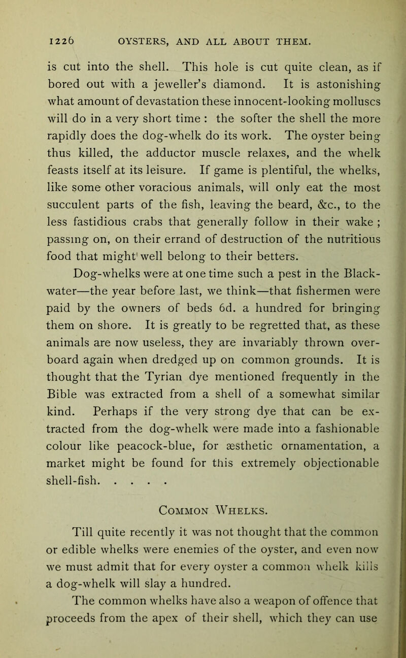 is cut into the shell. This hole is cut quite clean, as if bored out with a jeweller’s diamond. It is astonishing what amount of devastation these innocent-looking molluscs will do in a very short time : the softer the shell the more rapidly does the dog-whelk do its work. The oyster being thus killed, the adductor muscle relaxes, and the whelk feasts itself at its leisure. If game is plentiful, the whelks, like some other voracious animals, will only eat the most succulent parts of the fish, leaving the beard, &c., to the less fastidious crabs that generally follow in their wake ; passing on, on their errand of destruction of the nutritious food that might'well belong to their betters. Dog-whelks were at one time such a pest in the Black- water—the year before last, we think—that fishermen were paid by the owners of beds 6d. a hundred for bringing them on shore. It is greatly to be regretted that, as these animals are now useless, they are invariably thrown over- board again when dredged up on common grounds. It is thought that the Tyrian dye mentioned frequently in the Bible was extracted from a shell of a somewhat similar kind. Perhaps if the very strong dye that can be ex- tracted from the dog-whelk were made into a fashionable colour like peacock-blue, for aesthetic ornamentation, a market might be found for this extremely objectionable shell-fish Common Whelks. Till quite recently it was not thought that the common or edible whelks were enemies of the oyster, and even now we must admit that for every oyster a common whelk kills a dog-whelk will slay a hundred. The common whelks have also a weapon of offence that proceeds from the apex of their shell, which they can use