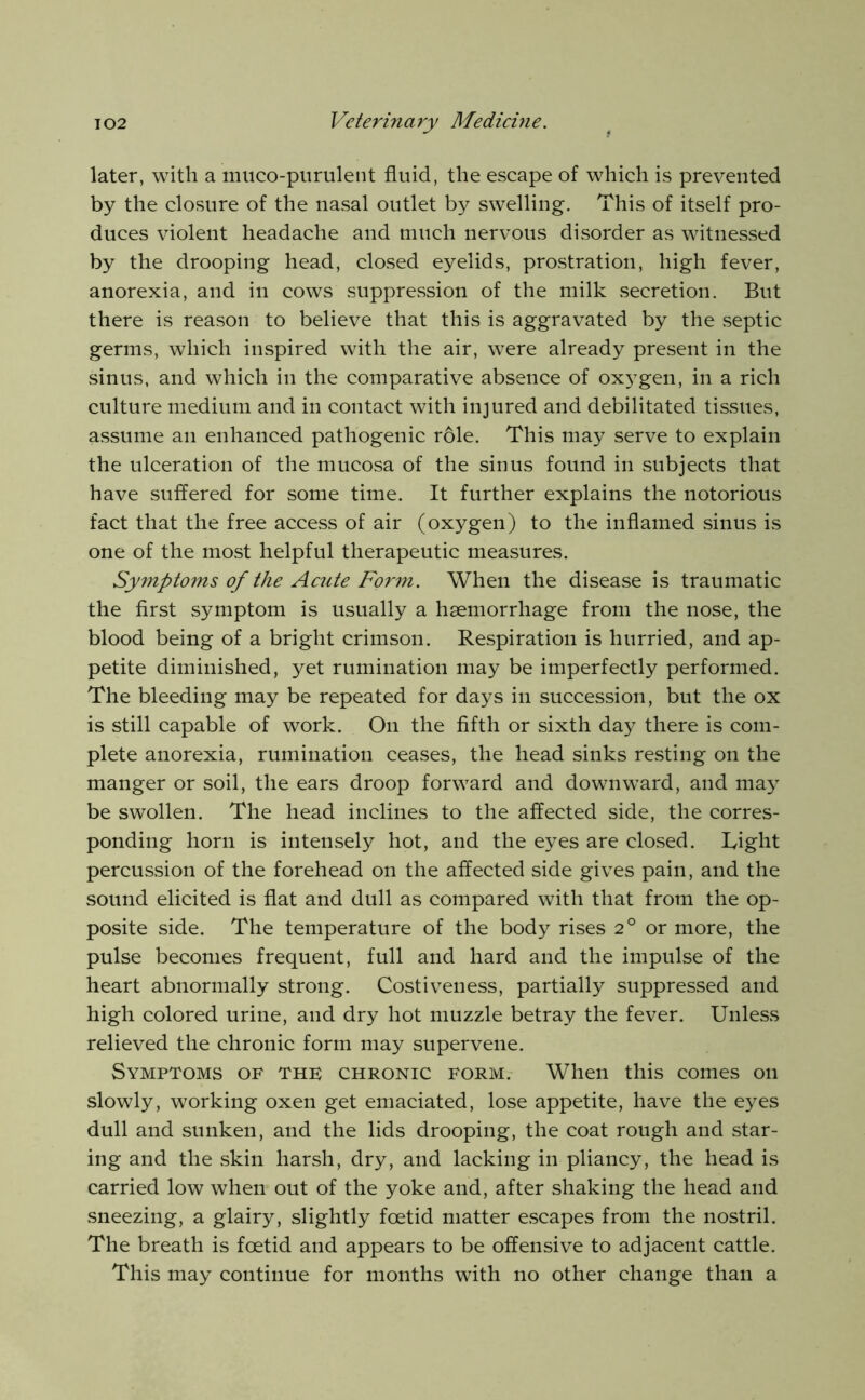 later, with a muco-piirulent fluid, the escape of which is prevented by the closure of the nasal outlet by swelling. This of itself pro- duces violent headache and much nervous disorder as witnessed by the drooping head, closed eyelids, prostration, high fever, anorexia, and in cows suppression of the milk secretion. But there is reason to believe that this is aggravated by the septic germs, which inspired with the air, were already present in the sinus, and which in the comparative absence of oxygen, in a rich culture medium and in contact with injured and debilitated tissues, assume an enhanced pathogenic role. This may serve to explain the ulceration of the mucosa of the sinus found in subjects that have suffered for some time. It further explains the notorious fact that the free access of air (oxygen) to the inflamed sinus is one of the most helpful therapeutic measures. Symptoms of the Acute Form. When the disease is traumatic the first symptom is usually a haemorrhage from the nose, the blood being of a bright crimson. Respiration is hurried, and ap- petite diminished, yet rumination may be imperfectly performed. The bleeding may be repeated for days in succession, but the ox is still capable of work. On the fifth or sixth day there is com- plete anorexia, rumination ceases, the head sinks resting on the manger or soil, the ears droop forward and downw’ard, and may be swollen. The head inclines to the affected side, the corres- ponding horn is intensely hot, and the eyes are closed. Light percussion of the forehead on the affected side gives pain, and the sound elicited is flat and dull as compared with that from the op- posite side. The temperature of the body rises 2° or more, the pulse becomes frequent, full and hard and the impulse of the heart abnormally strong. Costiveness, partially suppressed and high colored urine, and dry hot muzzle betray the fever. Unle.ss relieved the chronic form may supervene. Symptoms of the chronic form. When this comes on slowly, working oxen get emaciated, lose appetite, have the eyes dull and sunken, and the lids drooping, the coat rough and star- ing and the skin harsh, dry, and lacking in pliancy, the head is carried low when out of the yoke and, after shaking the head and sneezing, a glairy, slightly foetid matter escapes from the nostril. The breath is foetid and appears to be offensive to adjacent cattle. This may continue for months with no other change than a