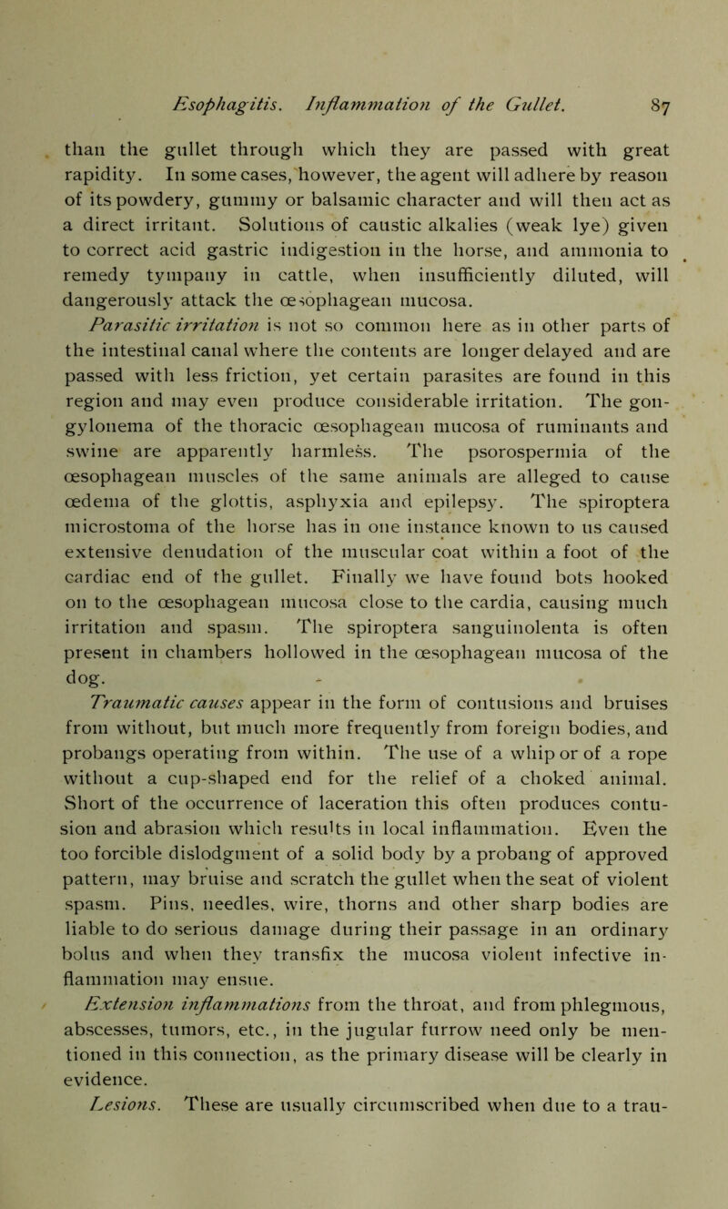 than the gullet through which they are passed with great rapidity. In some cases, however, the agent will adhere by reason of its powdery, gummy or balsamic character and will then act as a direct irritant. Solutions of caustic alkalies (weak lye) given to correct acid gastric indigestion in the horse, and ammonia to remedy tympany in cattle, when insufficiently diluted, will dangerously attack the oesophagean mucosa. Parasitic irritation is not so common here as in other parts of the intestinal canal where the contents are longer delayed and are passed with less friction, yet certain parasites are found in this region and may even produce considerable irritation. The gon- gylonema of the thoracic oesophagean mucosa of ruminants and swine are apparently harmless. The psorospermia of the oesophagean muscles of the same animals are alleged to cause oedema of the glottis, asphyxia and epilepsy. The spiroptera microstoma of the horse has in one instance known to us caused extensive denudation of the muscular coat within a foot of the cardiac end of the gullet. Finally we have found bots hooked on to the oesophagean mucosa close to the cardia, causing much irritation and spasm. The spiroptera sanguinolenta is often present in chambers hollowed in the oesophagean mucosa of the dog. Traumatic causes appear in the form of contusions and bruises from without, but much more frequently from foreign bodies, and probangs operating from within. The use of a whip or of a rope without a cup-shaped end for the relief of a choked animal. Short of the occurrence of laceration this often produces contu- sion and abrasion which results in local inflammation. Even the too forcible dislodgtnent of a solid body by a probang of approved pattern, may bruise and scratch the gullet when the seat of violent spasm. Pins, needles, wire, thorns and other sharp bodies are liable to do serious damage during their passage in an ordinary bolus and when they transfix the mucosa violent infective in- flammation may ensue. Extension inflammations from the throat, and from phlegmous, abscesses, tumors, etc., in the jugular furrow need only be men- tioned in this connection, as the primary disease will be clearly in evidence. Lesions. These are usually circumscribed when due to a trau-