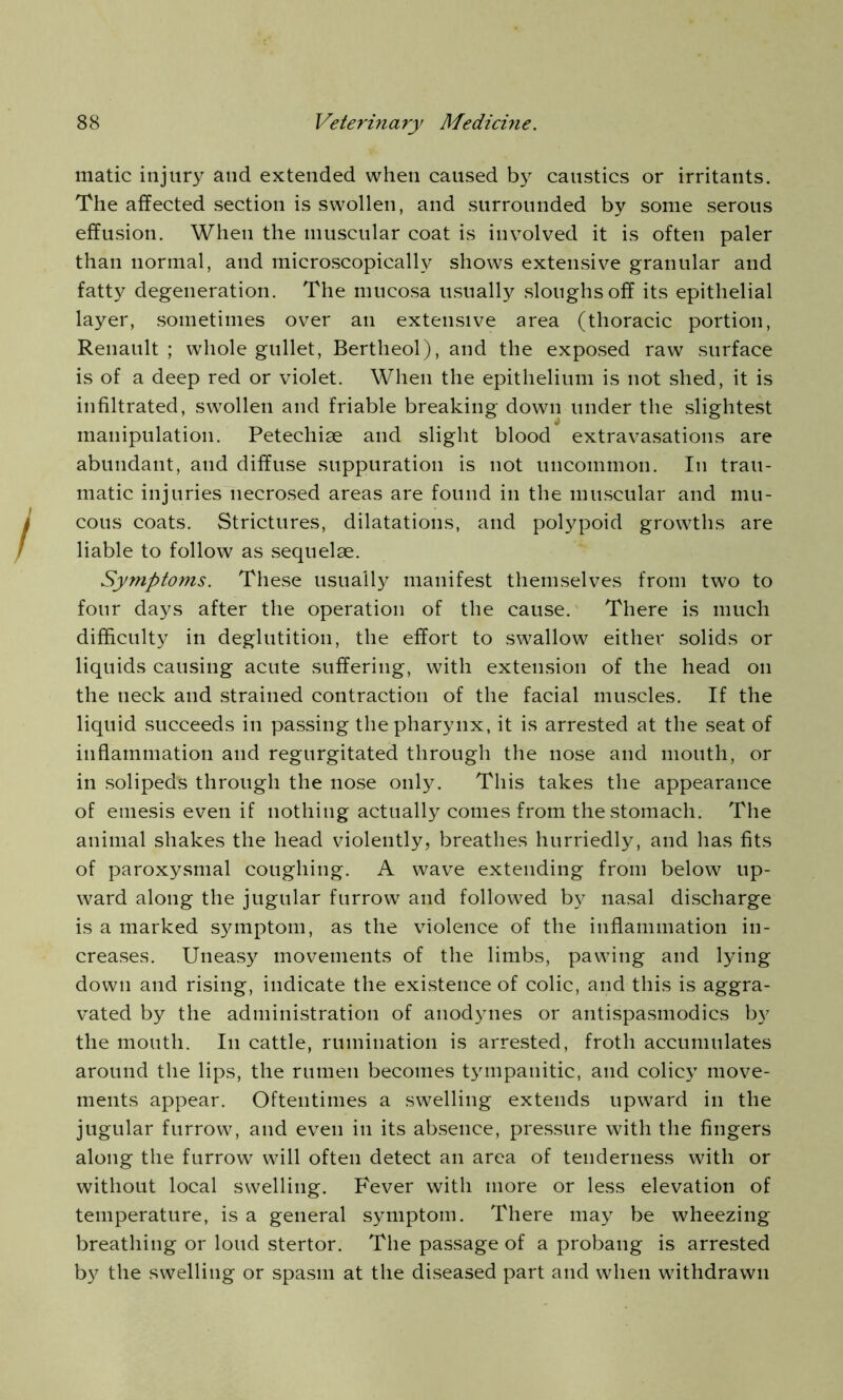 matic injury and extended when caused by caustics or irritants. The affected section is swollen, and surrounded by some serous effusion. When the muscular coat is involved it is often paler than normal, and microscopically shows extensive granular and fatty degeneration. The mucosa usually sloughs off its epithelial layer, sometimes over an extensive area (thoracic portion, Renault ; whole gullet, Bertheol), and the exposed raw surface is of a deep red or violet. When the epithelium is not shed, it is infiltrated, swollen and friable breaking down under the slightest <? manipulation. Petechiae and slight blood extravasations are abundant, and diffuse suppuration is not uncommon. In trau- matic injuries necrosed areas are found in the muscular and mu- cous coats. Strictures, dilatations, and polypoid growths are liable to follow as sequelae. Symptoms. These usually manifest themselves from two to four days after the operation of the cause. There is much difficulty in deglutition, the effort to swallow either solids or liquids causing acute suffering, with extension of the head on the neck and strained contraction of the facial muscles. If the liquid succeeds in passing the pharynx, it is arrested at the seat of inflammation and regurgitated through the nose and mouth, or in solipeds through the nose only. This takes the appearance of emesis even if nothing actually comes from the stomach. The animal shakes the head violently, breathes hurriedly, and has fits of paroxysmal coughing. A wave extending from below up- ward along the jugular furrow and followed by nasal discharge is a marked symptom, as the violence of the inflammation in- creases. Uneasy movements of the limbs, pawing and lying down and rising, indicate the existence of colic, and this is aggra- vated by the administration of anodynes or antispasmodics by the mouth. In cattle, rumination is arrested, froth accumulates around the lips, the rumen becomes tympanitic, and colicv move- ments appear. Oftentimes a swelling extends upward in the jugular furrow, and even in its absence, pressure with the fingers along the furrow will often detect an area of tenderness with or without local swelling. Fever with more or less elevation of temperature, is a general symptom. There may be wheezing breathing or loud stertor. The passage of a probang is arrested by the swelling or spasm at the diseased part and when withdrawn