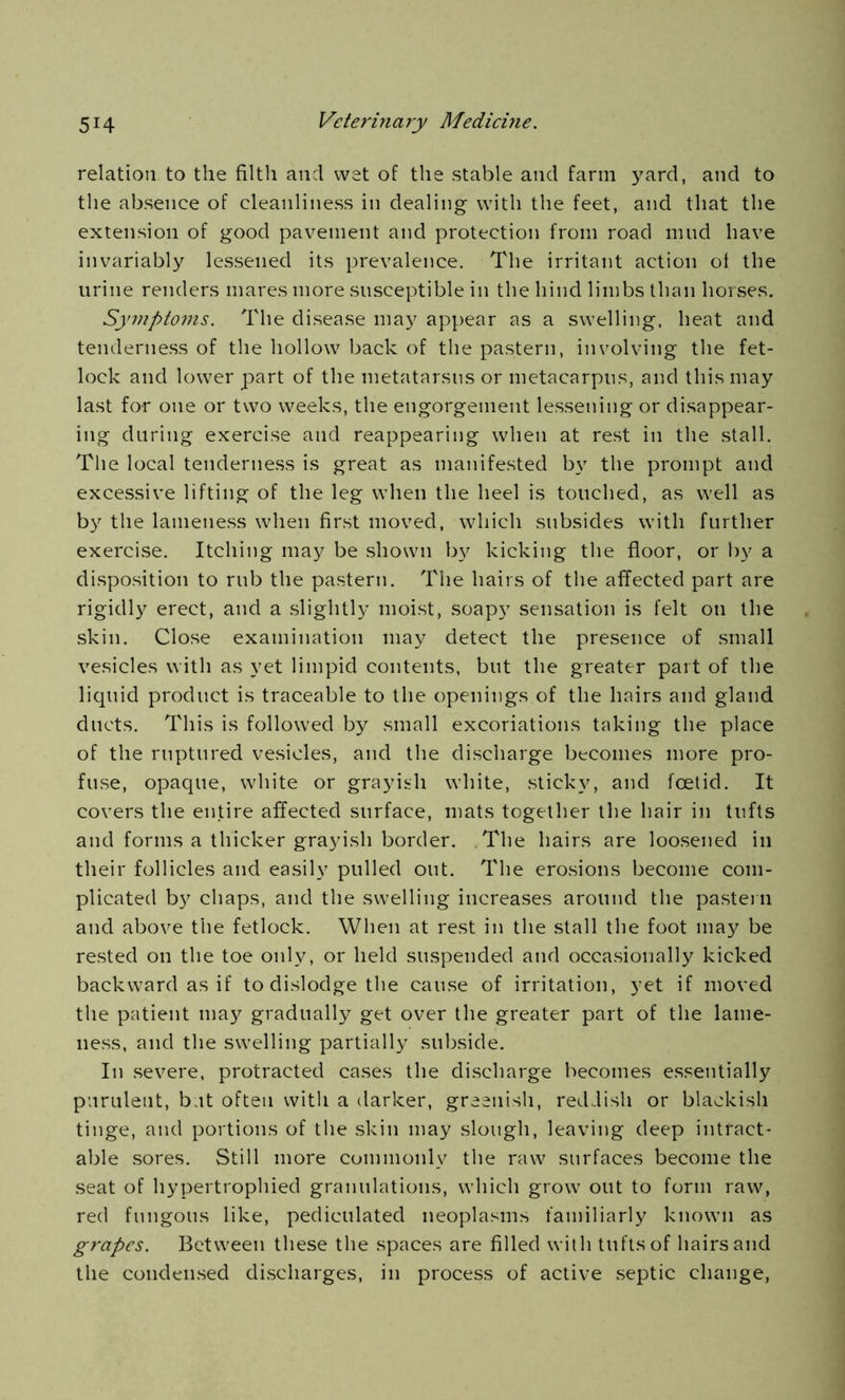 relation to the filth and wet of the stable and farm yard, and to the absence of cleanliness in dealing with the feet, and that the extension of good pavement and protection from road mud have invariably lessened its prevalence. The irritant action of the urine renders mares more susceptible in the hind limbs than horses. Symptoms. The disease may appear as a swelling, heat and tenderness of the hollow back of the pastern, involving the fet- lock and lower part of the metatarsus or metacarpus, and this may last for one or two weeks, the engorgement lessening or disappear- ing during exercise and reappearing when at rest in the stall. The local tenderness is great as manifested by the prompt and excessive lifting of the leg when the heel is touched, as well as by the lameness when first moved, which subsides with further exercise. Itching may be shown by kicking the floor, or by a disposition to rub the pastern. The hairs of the affected part are rigidly erect, and a slightly moist, soapy sensation is felt on the skin. Close examination may detect the presence of small vesicles with as yet limpid contents, but the greater part of the liquid product is traceable to the openings of the hairs and gland ducts. This is followed by small excoriations taking the place of the ruptured vesicles, and the discharge becomes more pro- fuse, opaque, white or grayish white, sticky, and foetid. It covers the entire affected surface, mats together the hair in tufts and forms a thicker grayish border. The hairs are loosened in their follicles and easily pulled out. The erosions become com- plicated by chaps, and the swelling increases around the pastern and above the fetlock. When at rest in the stall the foot may be rested on the toe only, or held suspended and occasionally kicked backward as if to dislodge the cause of irritation, yet if moved the patient may gradually get over the greater part of the lame- ness, and the swelling partially subside. In severe, protracted cases the discharge becomes essentially purulent, but often witli a darker, greenish, reddish or blackish tinge, and portions of the skin may slough, leaving deep intract- able sores. Still more commonly the raw surfaces become the seat of hypertrophied granulations, which grow out to form raw, red fungous like, pediculated neoplasms familiarly known as grapes. Between these the spaces are filled with tufts of hairs and the condensed discharges, in process of active septic change,