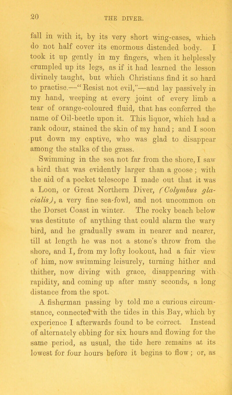 THE DIVER. fall in with it, by its very short wing-cases, which do not half cover its enormous distended body. I took it up gently in my fingers, when it helplessly crumpled up its legs, as if it had learned the lesson divinely taught, hut which Christians find it so hard to practise.—“ Eesist not evil,”—and lay passively in my hand, weeping at every joint of every limb a tear of orange-coloured fluid, that has conferred the name of Oil-beetle upon it. This liquor, which had a rank odour, stained the skin of my hand; and I soon put down my captive, who was glad to disappear among the stalks of the grass. Swimming in the sea not far from the shore, I saw a bird that was evidently larger than a goose; with the aid of a pocket telescope I made out that it was a Loon, or Great Northern Diver, (Colynibus gla- cialisj, a very fine sea-fowl, and not uncommon on the Dorset Coast in winter. The rocky beach below was destitute of anything that could alarm the wary bird, and he gradually swam in nearer and nearer, till at length he was not a stone’s throw from the sliore, and I, from my lofty lookout, had a fair view of him, now swimming leisurely, turning hither and thither, now diving with grace, disappearing with rapidity, and coming up after many seconds, a long distance from the spot. A fisherman passing by told me a curious circum- stance, connected with the tides in this Bay, which by experience I afterwards found to be correct. Instead of alternately ebbing for six hours and flowing for the same period, as usual, the tide here remains at its lowest for four hours before it begins to flow; or, as