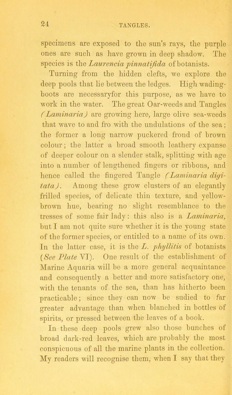 21 TANGLES. specimens are exposed to the sun’s rays, the purple ones are such as have grown in deep shadow. The species is the Lauren da pitmatijida of botanists. Turning from the hidden clefts, we explore the deep pools that lie between the ledges. High w^ading- hoots are necessaryfor this purpose, as we have to work in the water. The great Oar-weedsand Tangles f Laminaria) are growing here, large olive sea-weeds that wave to and fro with the undulations of the sea; the former a long narrow puckered frond of brown colour; the latter a broad smooth leathery expanse of deeper colour on a slender stalk, splitting with age into a number of lengthened fingers or ribbons, and hence called the fingered Tangle (Laminaria diyi- lata). Among these grow clusters of an elegantly frilled species, of delicate thin texture, and yellow- brown hue, bearing no slight resemblance to the tresses of some fair lady: this also is a Laminaria, hut I am not quite sure whether it is the young state of the former species, or entitled to a name of its own. In the latter case, it is the L. phyllitis of botanists {,See Plate VI). One result of the establishment of Marine Aquaria will he a more general acquaintance and consequently a better and more satisfactory one, with the tenants of the sea, than has hitherto been practicable; since they can now be sudied to far greater advantage than when blanched in bottles of spirits, or pressed between the leaves of a book. In these deep pools grew also those bunches of broad dark-red leaves, which are probably the most conspicuous of all the marine plants in the collection. My readers will recognise them, when I say that they