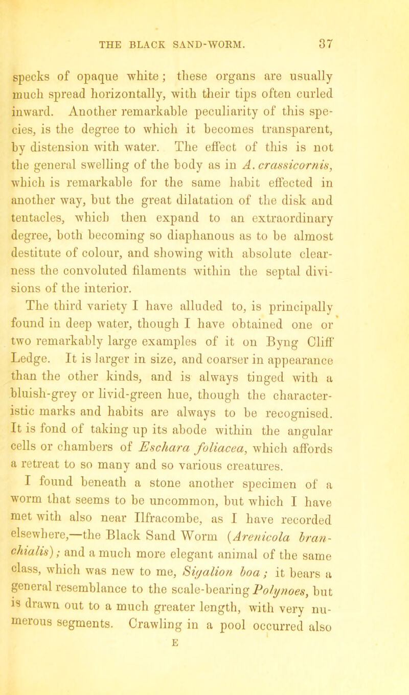 specks of opaque white; tliese organs are usually much spread horizontally, with their tips often curled inward. Another remarkable peculiarity of this spe- cies, is the degree to which it becomes transparent, by distension with water. The effect of this is not the general swelling of the body as in A. crassicornis, which is remarkable for the same habit effected in another way, hut the great dilatation of the disk and tentacles, which then expand to an extraordinary degree, both becoming so diaphanous as to be almost destitute of colour, and showing with absolute clear- ness the convoluted filaments within the septal divi- sions of the interior. The third variety I have alluded to, is principally found in deep water, though I have obtained one or two remarkably large examples of it on Byng Cliff Ledge. It is larger in size, and coarser in appearance than the other kinds, and is always tinged with a bluish-grey or livid-green hue, though the character- istic marks and habits are always to be recognised. It is fond of taking up its abode within the angular cells or chambers of Eschara foliacea, which affords a retreat to so many and so various creatures. I found beneath a stone another specimen of a worm that seems to be uncommon, but which I have met with also near Ilfracombe, as I have recorded elsewhere, the Black Sand Worm {Arenicola hran- chialis); and a much more elegant animal of the same class, which was new to me, Sifjalion boa; it bears a general resemblance to the scale-bearing but IS drawn out to a much greater length, with very nu- merous segments. Crawling in a pool occurred also E