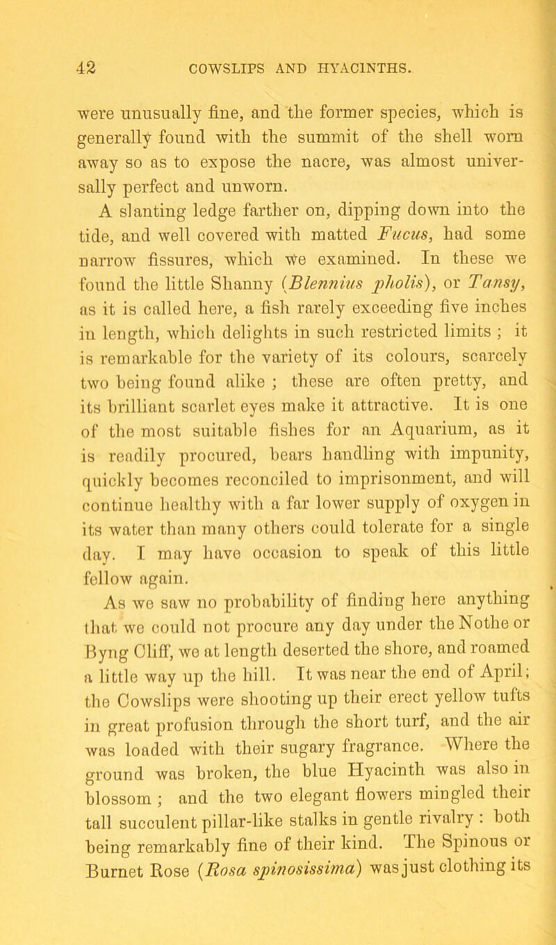 ■were unusually fine, and the former species, which is generally found with the summit of the shell worn away so as to expose the nacre, was almost univer- sally perfect and unworn. A slanting ledge farther on, dipping do\vn into the tide, and well covered with matted Fucus, had some narrow fissures, which We examined. In these we found the little Shanny (Blennius or Tansy, ns it is called here, a fish rarely exceeding five inches in length, which delights in such restricted limits ; it is remarkable for the variety of its colours, scarcely two being found alike ; these are often pretty, and its brilliant scarlet eyes make it attractive. It is one of the most suitable fishes for an Aquarium, as it is readily procured, hears handling with impunity, quickly becomes reconciled to imprisonment, and will continue healthy with a far lower supply of oxygen in its water than many others could tolerate for a single day. I may have occasion to speak of this little fellow again. As we saw no probability of finding here anything that we could not procure any day under the Nothe or Byng Cliff, we at length deserted the shore, and roamed a little way up the hill. It was near the end of April; the Cowslips were shooting up their erect yellow tufts in great profusion through the short turf, and the air was loaded with their sugary fragrance. Where the ground was broken, the blue Hyacinth was also in blossom ; and the two elegant fiowers mingled their tall succulent pillar-like stalks in gentle rivalry : both being remarkably fine of their kind. The Spinous or Burnet Rose {Rosa spinosissima) was just clothing its