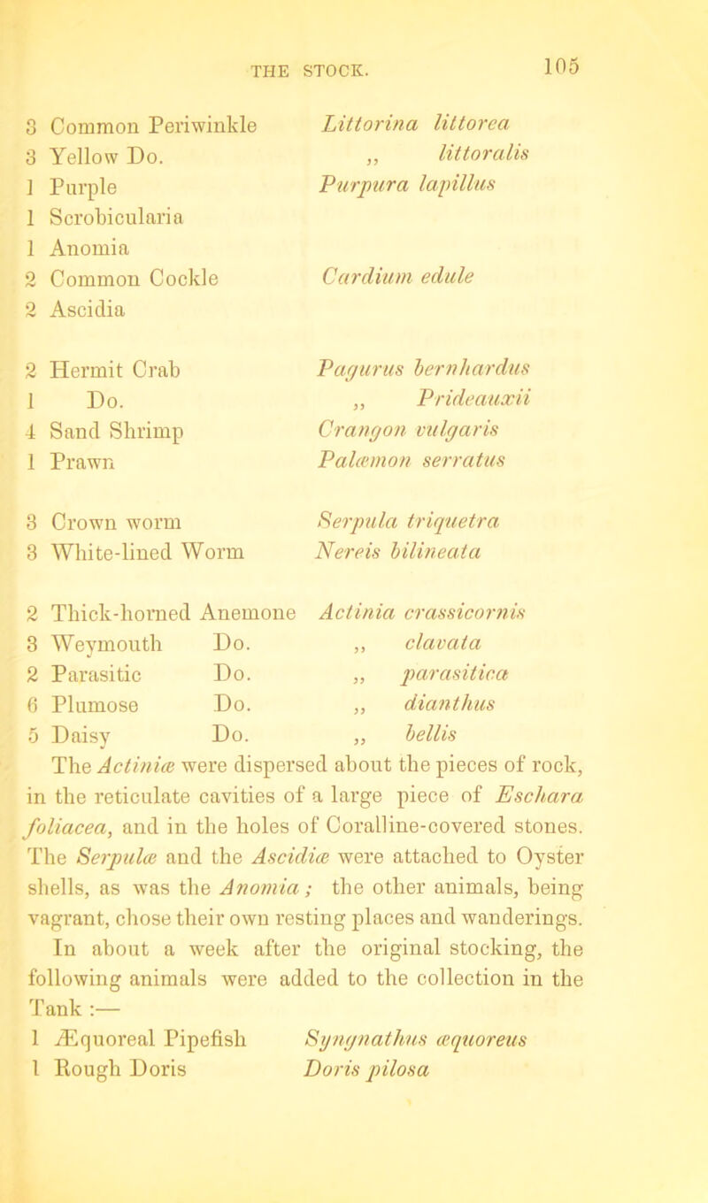 3 Common Periwinkle 3 Yellow Do. 1 Purple 1 Scrobicularia 1 Anomia 2 Common Cockle 2 Asciclia 2 Hermit Crab I Do. 4 Sand Shrimp 1 Prawn 3 Crown worm 3 White-lined Worm Littorina littorea ,, littoralis Purpura lapillus Cardium edule Paffuriis hernhardus „ Prideauxii Crangon vulgaris Palannon serratus Serpula triquetra Nereis hilineata 2 Thick-horned Anemone Actinia crassicornis 3 Weymouth Do. ,, clavata 2 Parasitic Do. „ parasitica 6 Plumose Do. ,, dianthus 5 Daisy Do. ,, hellis The Actinice were dispersed about the pieces of rock, in the reticulate cavities of a large piece of Eschara foliacea, and in the holes of Coralline-covered stones. The Serpulm and the Ascidice were attached to Oyster shells, as was the Anomia; the other animals, being vagrant, chose their own resting places and wanderings. In about a week after the original stocking, the following animals were added to the collection in the Tank :— 1 iEquoreal Pipefish Sgngnathus wquoreus I Kough Doris Doris pilosa