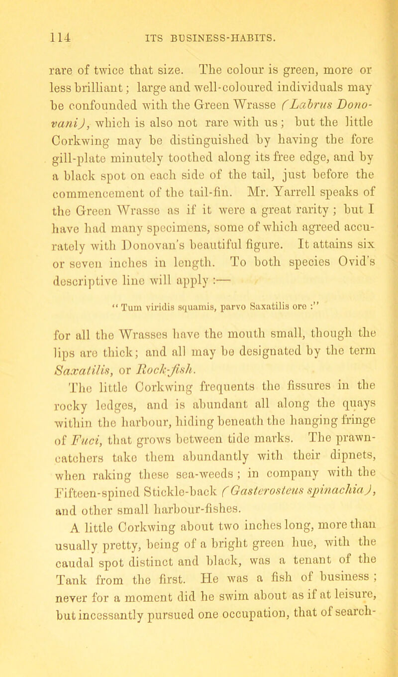 rare of twice that size. The colour is green, more or less brilliant; large and well-coloured individuals may he confounded with the Green Wrasse (Lahnis Bono- vanij, wdiich is also not rare with us; hut the little Corkwing may he distinguished by having the fore gill-plate minutely toothed along its free edge, and by a black spot on each side of the tail, just before the commencement of the tail-fin. Mr. Yarrell speaks of the Green Wrasse as if it were a great rarity; but I have had many specimens, some of which agreed accu- rately with Donovan’s beautiful figure. It attains six or seven inches in length. To both species Ovid’s descriptive line will apply ;— “ Turn viridia aquainis, parvo Saxatilis ore for all the Wrasses have the mouth small, though the lips are thick; and all may be designated by the term Saxatiliif, or llock-Jish. 'The little Corkwing frequents the fissures in the rocky ledges, and is abundant all along the quays within the harbour, hiding beneath the hanging fringe of Fuel, that grows between tide marks. The prawn- catchers take them abundantly with their dipnets, when raking these sea-weeds ; in company with the Fifteen-spined Stickle-back f Gasterosteus sjmiachiaj, and other small harbour-fishes. A little Corkwing about two inches long, more than usually pretty, being of a bright green hue, with the caudal spot distinct and black, was a tenant of the Tank from the first, tie was a fish of business ; never for a moment did he swim about as if at leisuie, but incessantly pursued one occupation, that of search-