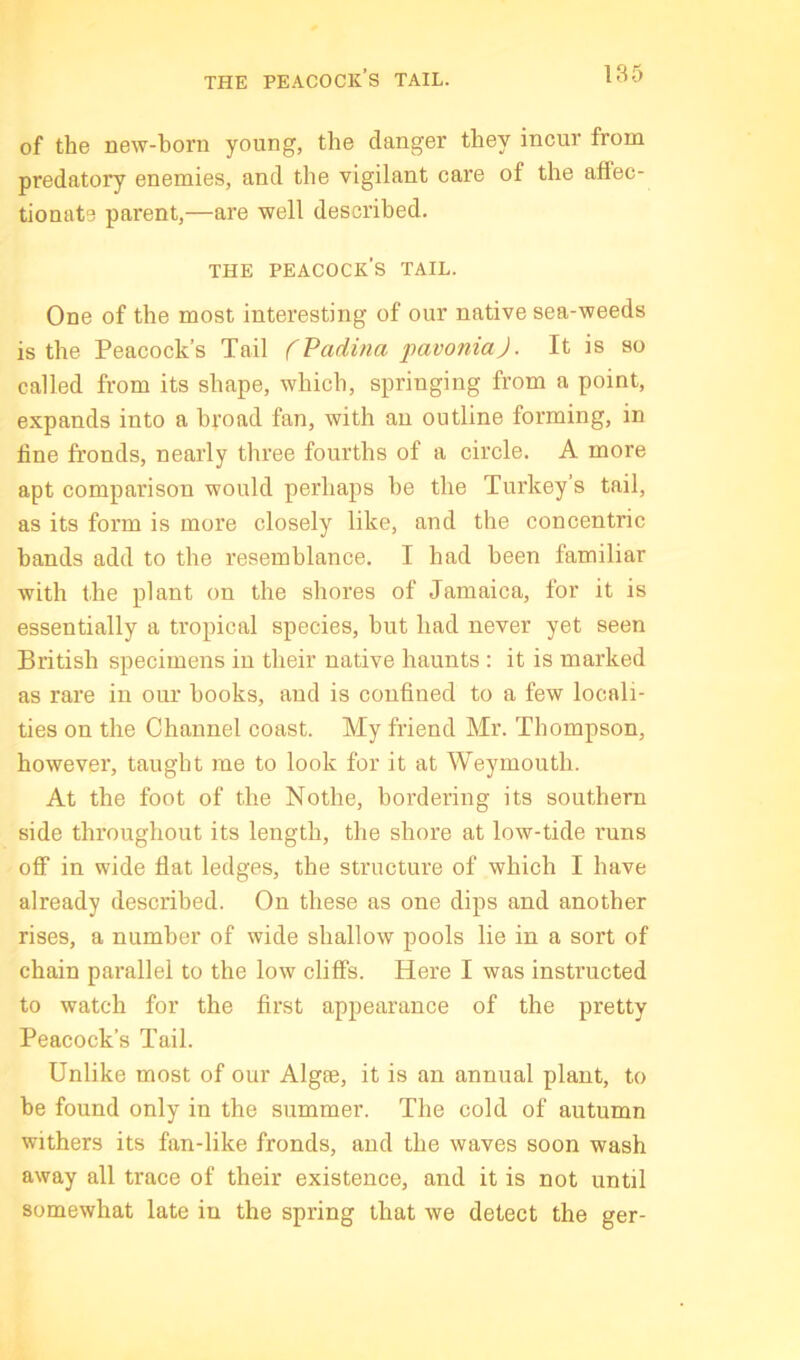 THE peacock’s TAIL. of the new-born young, the danger they incur from predatory enemies, and the vigilant care of the affec- tionate parent,—are well described. THE peacock’s TAIL. One of the most interesting of our native sea-weeds is the Peacock’s Tail (Vadina imvonia). It is so called from its shape, which, springing from a point, expands into a broad fan, with an outline forming, in line fronds, nearly three fourths of a circle. A more apt comparison would perhaps he the Turkey’s tail, as its form is more closely like, and the concentric bands add to the resemblance. I had been familiar with the plant on the shores of Jamaica, for it is essentially a tropical species, but had never yet seen British specimens in their native haunts : it is marked as rare in our books, and is confined to a few locali- ties on the Channel coast. My friend Mr. Thompson, however, taught me to look for it at Weymouth. At the foot of the Nothe, bordering its southern side throughout its length, the shore at low-tide runs off in wide flat ledges, the structure of which I have already described. On these as one dips and another rises, a number of wide shallow pools lie in a sort of chain parallel to the low cliffs. Here I was instructed to watch for the first appearance of the pretty Peacock’s Tail. Unlike most of our Algse, it is an annual plant, to be found only in the summer. The cold of autumn withers its fan-like fronds, and the waves soon wash away all trace of their existence, and it is not until somewhat late in the spring that we detect the ger-