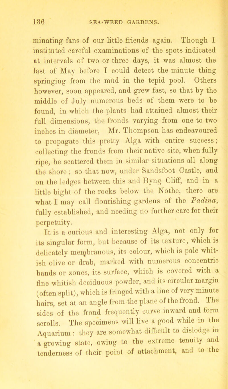 minating fans of our little friends again. Though I instituted careful examinations of the spots indicated at intervals of two or three days, it was almost the last of May before I could detect the minute thing springing from the mud in the tepid pool. Others however, soon appeared, and grew fast, so that by the middle of July numerous beds of them were to be found, in which the plants had attained almost their full dimensions, the fronds vai’ying from one to two inches in diameter, Mr. Thompson has endeavoured to propagate this pretty Alga with entire success; collecting the fronds from their native site, when fully ripe, he scattered them in similar situations all along the shore ; so that now, under Sandsfoot Castle, and on the ledges between this and Byng Cliff, and in a little bight of the rocks below the Nothe, there are what 1 may call flourishing gardens of the Padina, fully established, and needing no further care for their perpetuity. It is a curious and interesting Alga, not only for its singular form, but because of its texture, which is delicately membranous, its colour, which is pale whit- ish olive or drab, marked with numerous concentric bands or zones, its surface, which is covered with a fine whitish deciduous powder, and its circular margin (often split), which is fringed with a line of very minute hairs, set at an angle from the plane of the frond. The sides of the frond frequently curve inward and form scrolls. The specimens will live a good while in the Aquarium ; they are somewhat difficult to dislodge in a growing state, owing to the extreme tenuity and tenderness of their point of attachment, and to the