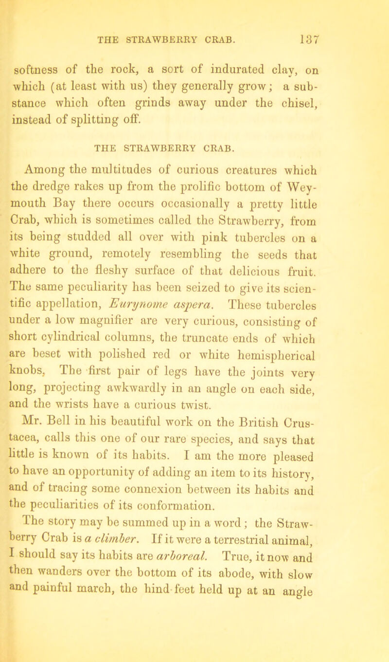 softness of the rock, a sort of indurated clay, on which (at least with us) they generally grow; a sub- stance which often grinds away under the chisel, instead of splitting olF. THE STRAWBERRY CRAB. Among the multitudes of curious creatures which the dredge rakes up from the prolific bottom of Wey- mouth Bay there occurs occasionally a pretty little Crab, which is sometimes called the Strawberry, from its being studded all over with pink tubercles on a white ground, remotely resembling the seeds that adhere to the fleshy surface of that delicious fruit. The same peculiarity has been seized to give its scien- tific appellation, Eurynome aspera. These tubercles under a low magnifier are very curious, consisting of short cylindrical columns, the truncate ends of which are beset with polished red or white hemispherical knobs. The first pair of legs have the joints very long, projecting awkwardly in an angle on each side, and the wrists have a curious twist. Mr. Bell in his beautiful work on the British Crus- tacea, calls this one of our rare species, and says that little is known of its habits. I am the more pleased to have an opportunity of adding an item to its lustory, and of tracing some connexion between its habits and the peculiarities of its conformation. The story may be summed up in a word; the Straw- berry Crab is a climber. If it were a terrestrial animal, I should say its habits are arboreal. True, it now and then wanders over the bottom of its abode, with slow and painful march, the hind feet held up at an angle