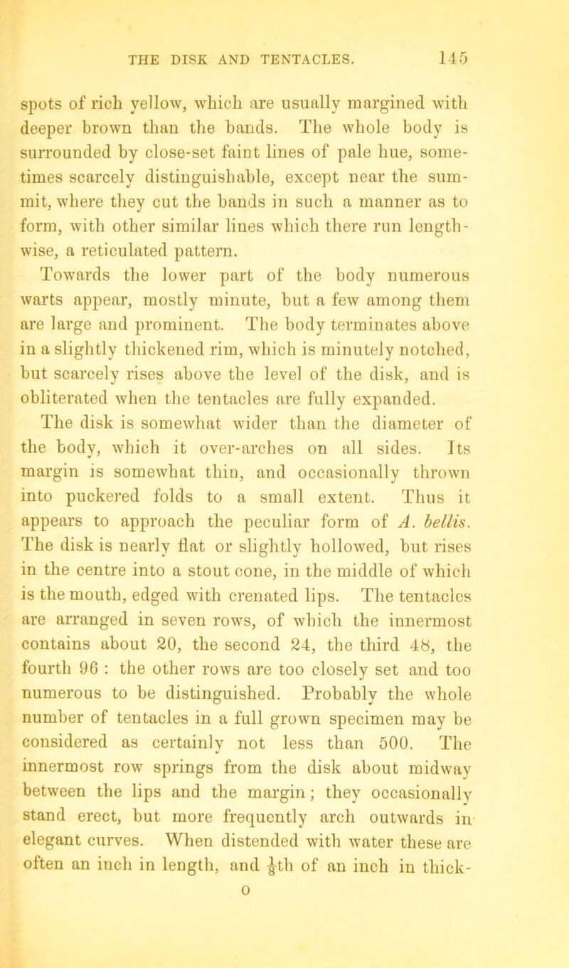 spots of rich yellow, which are usually margined with deeper brown than the bands. The whole body is surrounded by close-set faint lines of pale hue, some- times scarcely distinguishable, except near the sum- mit, where they cut the hands in such a manner as to form, with other similar lines which there run length- wise, a reticulated pattern. Towards the lower part of the body numerous warts appear, mostly minute, hut a few among them are large and prominent. The body terminates above iu a slightly thickened rim, which is minutely notched, but scarcely rises above the level of the disk, and is obliterated when the tentacles are fully expanded. The disk is somewhat wider than the diameter of the body, which it over-arches on all sides. Its margin is somewhat thin, and occasionally thrown into puckered folds to a small extent. Thus it appears to approach the peculiar form of A. bellis. The disk is nearly flat or slightly hollowed, but rises in the centre into a stout cone, in the middle of which is the mouth, edged with crenated lips. The tentacles are arranged in seven rows, of which the innermost contains about 20, the second 24, the third 48, the fourth 96 : the other rows are too closely set and too numerous to be distinguished. Probably the whole number of tentacles in a full grown specimen may be considered as certainly not less than 500. The innermost row springs from the disk about midway between the lips and the margin; they occasionally stand erect, but more frequently arch outwards in elegant curves. When distended with water these are often an inch in length, and |-th of an inch in thick- 0