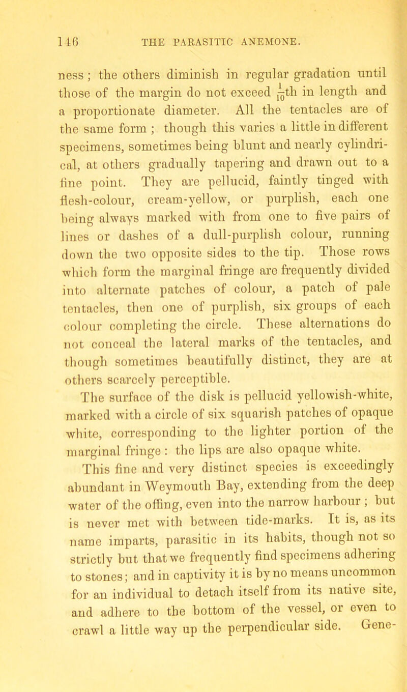 ness; the others diminish in regular gradation until those of the margin do not exceed j^th in length and a proportionate diameter. All the tentacles are of the same form ; though this varies a little in different specimens, sometimes being blunt and nearly cylindri- cal, at others gradually tapering and drawn out to a fine point. They are pellucid, faintly tinged with flesh-colour, cream-yellow, or purplish, each one being always marked with from one to five pairs of lines or dashes of a dull-purplish colour, running down the two opposite sides to the tip. Those rows which form the marginal fringe are frequently divided into alternate patches of colour, a patch of pale tentacles, then one of purplish, six groups of each colour completing the circle. These alternations do not conceal the lateral marks of the tentacles, and though sometimes beautifully distinct, they are at others scarcely perceptible. The surface of the disk is pellucid yellowish-white, marked with a circle of six squarish patches of opaque white, corresponding to the lighter portion of the marginal fringe : the lips are also opaque white. This fine and very distinct species is exceedingly abundant in Weymouth Bay, extending from the deep water of the offing, even into the narrow harbour ; but is never met with between tide-marks. It is, as its name imparts, parasitic in its habits, though not so strictly hut that we frequently find specimens adhering to stones; and in captivity it is by no means uncommon for an individual to detach itself from its native site, and adhere to the bottom of the vessel, or even to crawl a little way up the perpendicular side. Gene-