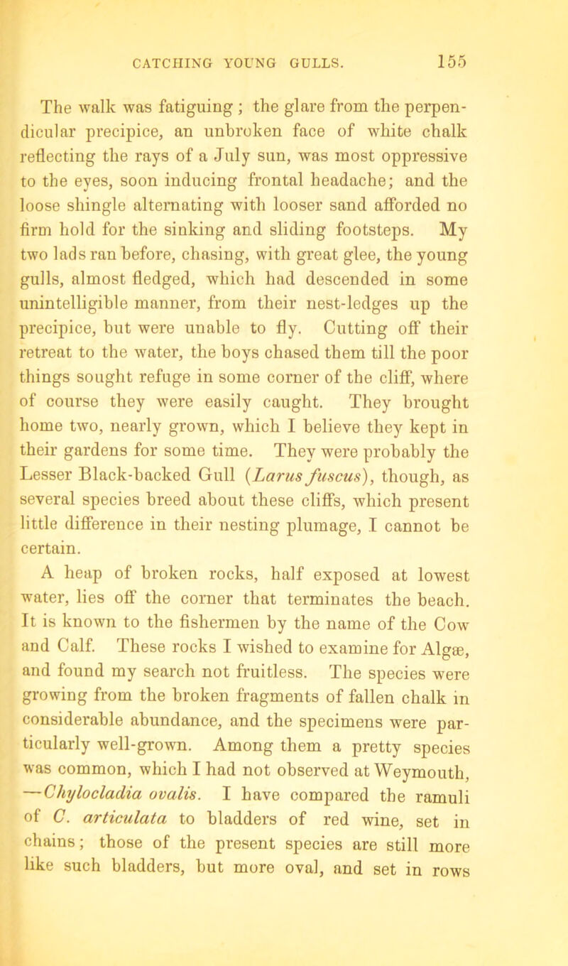 The walk was fatiguing ; the glare from the perpen- dicular precipice, an unbroken face of white chalk reflecting the rays of a July sun, was most oppressive to the eyes, soon inducing frontal headache; and the loose shingle alternating with looser sand afforded no firm hold for the sinking and sliding footsteps. My two lads ran before, chasing, with great glee, the young gulls, almost fledged, which had descended in some unintelligible manner, from their nest-ledges up the precipice, but were unable to fly. Cutting ofF their retreat to the water, the boys chased them till the poor things sought refuge in some corner of the cliff, where of course they were easily caught. They brought home two, nearly grown, which I believe they kept in their gardens for some time. They were probably the Lesser Black-backed Gull {Larus fuscus), though, as several species breed about these cliffs, which present little difierence in their nesting plumage, I cannot be certain. A heap of broken rocks, half exposed at lowest water, lies off the corner that terminates the beach. It is known to the fishermen by the name of the Cow and Calf These rocks I wished to examine for Algae, and found my search not fruitless. The species were growing from the broken fragments of fallen chalk in considerable abundance, and the specimens were par- ticularly well-grown. Among them a pretty species was common, which I had not observed at Weymouth, —Chylocladia ovalis. I have compared the ramuli of C. articulata to bladders of red wine, set in chains; those of the present species are still more like such bladders, but more oval, and set in rows