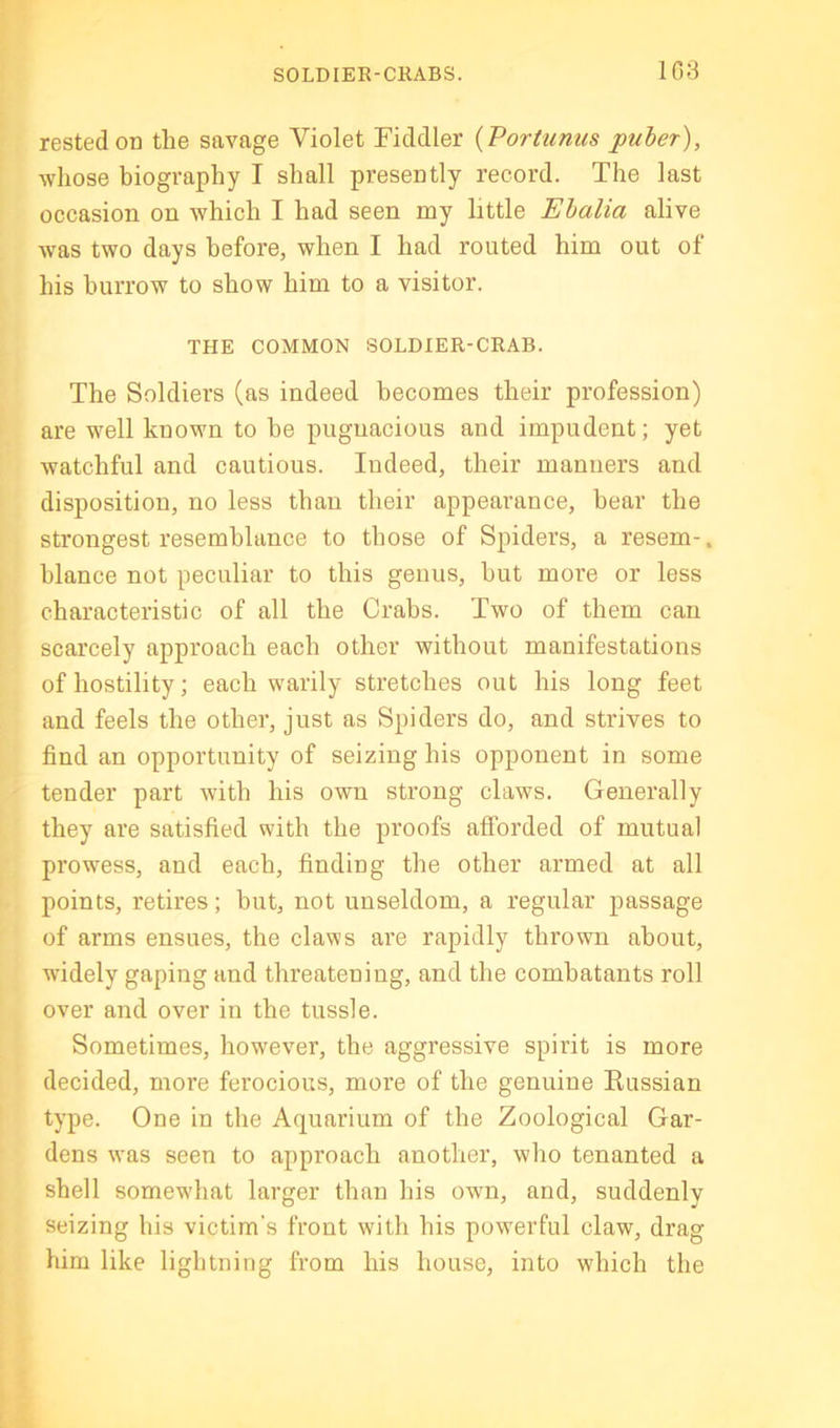 SOLDIER-CRABS. 1G3 rested on the savage Violet Fiddler {Portunus puher), whose biography I shall presently record. The last occasion on which I had seen my little Ehalia alive ■was two days before, when I had routed him out of his burrow to show him to a visitor. THE COMMON SOLDIER-CRAB. The Soldiers (as indeed becomes their profession) are well known to be pugnacious and impudent; yet watchful and cautious. Indeed, their manners and disposition, no less than their appearance, bear the strongest resemblance to those of Spiders, a resem-. blance not peculiar to this genus, but more or less characteristic of all the Crabs. Two of them can scarcely approach each other without manifestations of hostility; each warily stretches out his long feet and feels the other, just as Spiders do, and strives to find an opportunity of seizing his opponent in some tender part with his own strong claws. Generally they are satisfied with the proofs afforded of mutual prowess, and each, finding the other armed at all points, retires; but, not unseldom, a regular passage of arms ensues, the claws are rapidly thrown about, widely gaping and threatening, and the combatants roll over and over in the tussle. Sometimes, however, the aggressive spirit is more decided, more ferocious, more of the genuine Kussian type. One in the Aquarium of the Zoological Gar- dens was seen to approach another, who tenanted a shell somewhat larger than his own, and, suddenly seizing his victim’s front with his powerful claw, drag him like lightning from his house, into which the