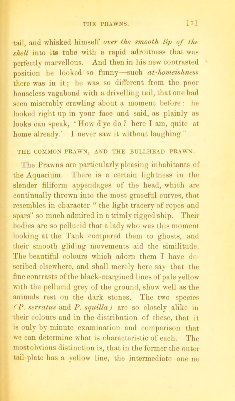 tail, and whisked himself over the smooth lip of the shell into ite tube with a rapid adroitness that was perfectly marvellous. And then in his new contrasted position he looked so funny—such at-homeishness there was in it; he was so different from the poor houseless vagabond with a drivelling tail, that one had seen miserably crawling about a moment before: he looked right up in your face and said, as plainly as looks can speak, ‘ How d’ye do ? here I am, quite at home already.’ I never saw it without laughing.” THE COMMON PRAWN, AND THE BULLHEAD PRAWN. The Prawns are particularly pleasing inhabitants of the Aquarium. There is a certain lightness in the slender filiform appendages of the head, which are continually thrown into the most graceful curves, that resembles in character “ the light tracery of ropes and spars” so much admired in a trimly rigged ship. Their bodies are so pellucid that a lady who was this moment looking at the Tank compared them to ghosts, and their smooth gliding movements aid the similitude. The beautiful colours which adorn them I have de- scribed elsewhere, and shall merely here say that the fine contrasts of the black-margined lines of pale yellow with the pellucid grey of the ground, show well as the animals rest on the dark stones. The two species (P. serratus and P. squillaJ are so closely alike in their colours and in the distribution of these, that it is only by minute examination and comparison that we can determine what is characteristic of each. The most obvious distinction is, that in the former the outer tail-plate has a yellow line, the intermediate one no