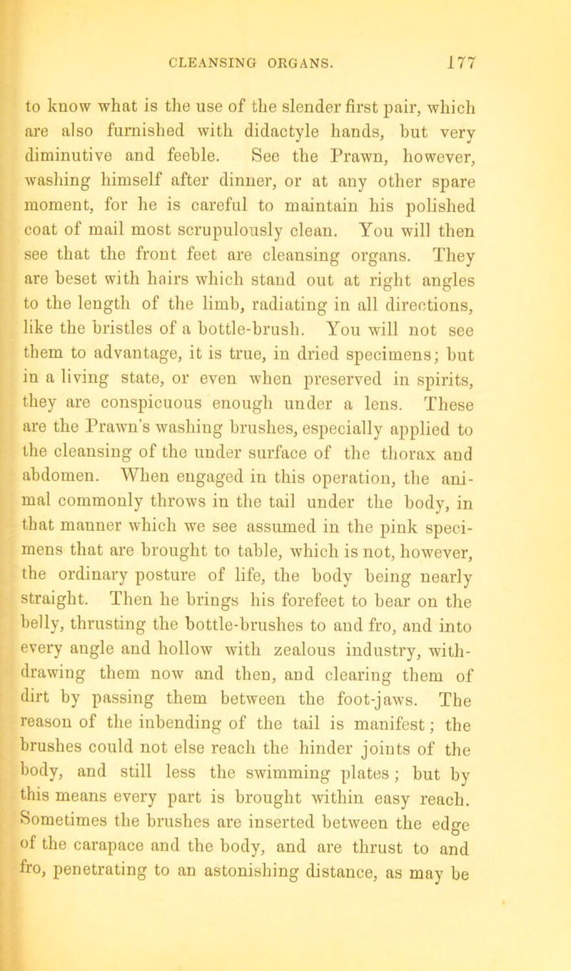 to know what is the use of the slender first pair, which are also furnished with didactyle hands, but very diminutive and feeble. See the Prawn, however, washing himself after dinner, or at any other spare moment, for he is careful to maintain his polished coat of mail most scrupulously clean. You will then see that the front feet are cleansing organs. They are beset with hairs which stand out at right angles to the length of the limb, radiating in all directions, like the bristles of a bottle-brush. You will not see them to advantage, it is true, in dried specimens; but in a living state, or even when preserved in spirits, they are conspicuous enough under a lens. These are the Prawn’s washing brushes, especially applied to the cleansing of the under surface of the thorax and abdomen. When engaged in this operation, the ani- mal commonly throws in the tail under the body, in that manner which we see assumed in the pink speci- mens that are brought to table, which is not, however, the ordinary posture of life, the body being nearly straight. Then he brings his forefeet to bear on the belly, thrusting the bottle-brushes to and fro, and into every angle and hollow with zealous industry, with- drawing them now and then, and clearing them of dirt by passing them between the foot-jaws. The reason of the inbending of the tail is manifest; the brushes could not else reach the hinder joints of the body, and still less the swimming plates; but by this means every part is brought within easy reach. Sometimes the brushes are inserted between the edge of the carapace and the body, and are thrust to and fro, penetrating to an astonishing distance, as may be