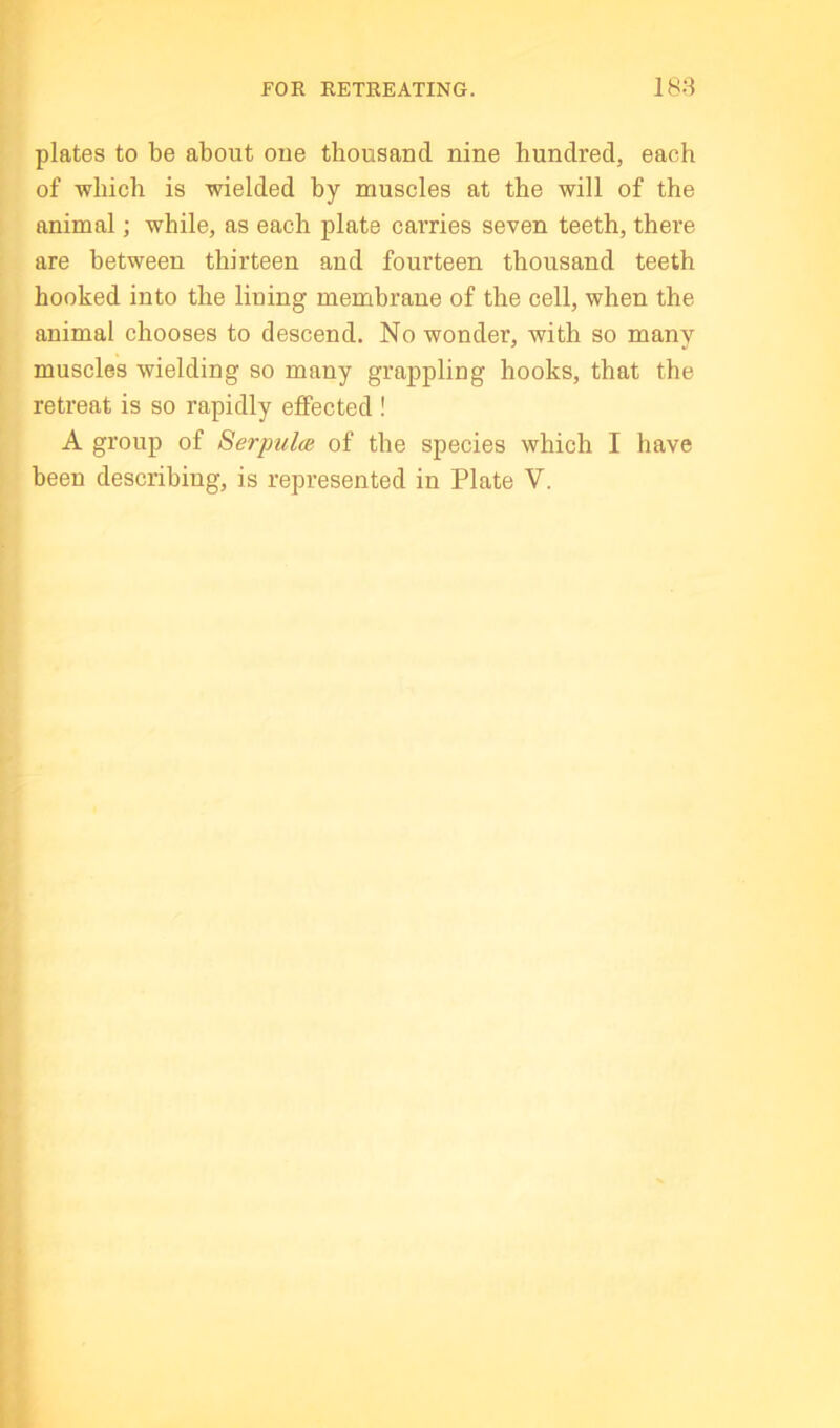 FOR RETREATING. 188 plates to be about one thousand nine hundred, each of -which is wielded hy muscles at the will of the animal; while, as each plate carries seven teeth, there are between thirteen and fourteen thousand teeth hooked into the lining membrane of the cell, when the animal chooses to descend. No wonder, with so many muscles wielding so many grappling hooks, that the retreat is so rapidly effected ! A group of Serpul(B of the species which I have