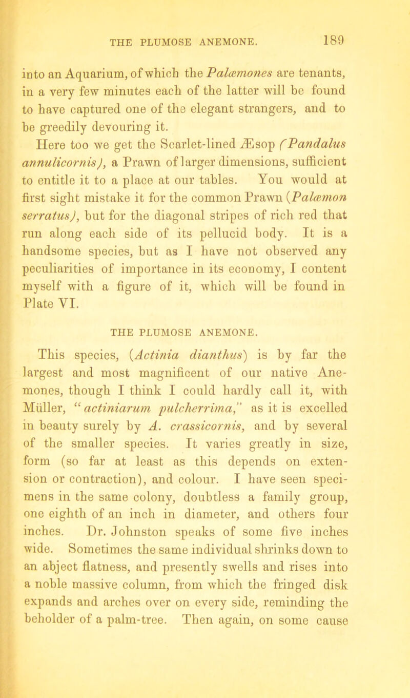 iuto an Aquarium, of which ihe Palcemones are tenants, in a very few minutes each of the latter will he found to have captured one of the elegant strangers, and to be greedily devouring it. Here too we get the Scarlet-lined iEsop f Pandalus annulicornis), a Prawn of larger dimensions, sufficient to entitle it to a place at our tables. You would at first sight mistake it for the common Prawn {Palmmon serratusj, but for the diagonal stripes of rich red that run along each side of its pellucid body. It is a handsome species, hut as I have not observed any peculiarities of importance in its economy, I content myself with a figure of it, which will he found in Plate VI. THE PLUMOSE ANEMONE. This species, {Actinia diantlms) is by far the largest and most magnificent of our native Ane- mones, though I think I could hardly call it, with Muller, “ actiniarum pulcherrima,’’ as it is excelled in beauty surely by A. crassicornis, and by several of the smaller species. It varies greatly in size, form (so far at least as this depends on exten- sion or contraction), and colour. I have seen speci- mens in the same colony, doubtless a family group, one eighth of an inch in diameter, and others four inches. Dr. Johnston speaks of some five inches wide. Sometimes the same individual shrinks down to an abject flatness, and presently swells and rises into a noble massive column, from which the fringed disk expands and arches over on every side, reminding the beholder of a palm-tree. Then again, on some cause
