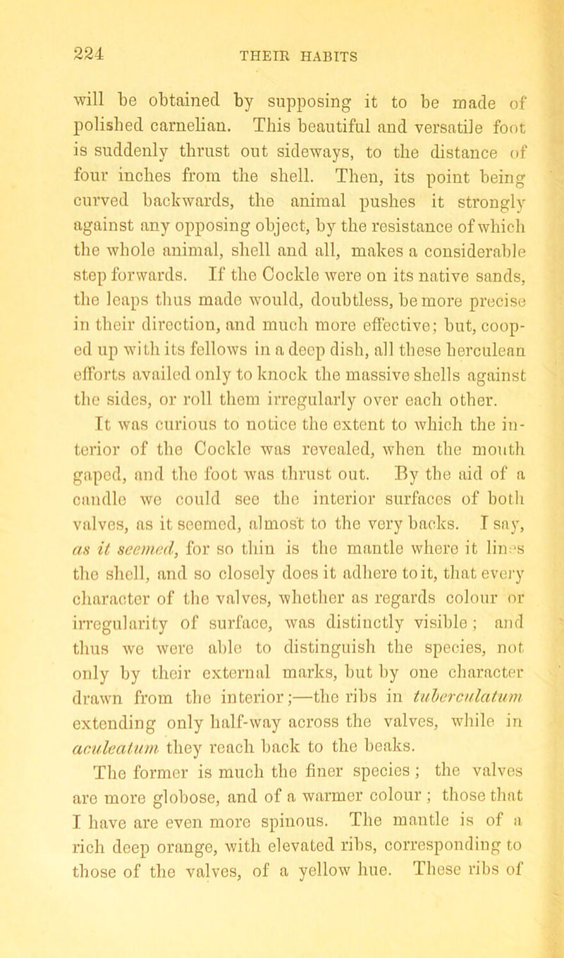 will be obtained by supposing it to be made of polished carnelian. This beautiful and versatile foot is suddenly thrust out sideways, to the distance of four inches from the shell. Then, its point being curved backwards, the animal pushes it strongly against any opposing object, by the resistance of which the whole animal, shell and all, makes a considerable step forwards. If the Cockle were on its native sands, the leaps thus made would, doubtless, be more precise in their direction, and much more effective; but, coop- ed up with its fellows in a deep dish, all these herculean efforts availed only to knock the massive shells against the sides, or roll them irregularly over each other. It was curious to notice the extent to which the in- terior of the Cockle was revealed, when the mouth gaped, and the foot Avas thrust out. By the aid of a candle we could see the interior surfaces of both valves, as it seemed, almost to the very backs. I say, as it seemed, for so thin is the mantle where it lin;*s the shell, and so closely does it adhere to it, that every character of the valves, whether as regards colour or irregularity of surface, was distinctly visible; ajid thus Ave Avere able to distinguish the species, not only by their external marks, but by one character drawn from the interior;—the ribs in tuhercnlatum extending only half-way across the valves, Avhile in aculeatum they reach back to the beaks. Tbe former is much the finer species ; the valves are more globose, and of a warmer colour ; those that I have are even more spinous. The mantle is of a rich deep orange, with elevated ribs, corresponding to those of the valves, of a yelloAV hue. These ribs of