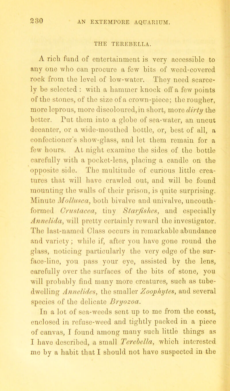 AN EXTEMPORE AQUARIUM. THE TEREBELLA. A rich fund of entertainment is very accessible to any one who can procure a few hits of weed-covered rock from the level of low-water. They need scarce- ly be selected : with a hammer knock off a few points of the stones, of the size of a crown-piece; the rougher, more leprous, more discoloured, in short, more dirty the better. Put them into a globe of sea-water, an uncut decanter, or a wide-mouthed bottle, or, best of all, a confectioner’s show-glass, and let them remain for a few hours. At night examine the sides of the bottle carefully with a pocket-lens, placing a candle on the opposite side. The multitude of curious little crea- tures that will have crawled out, and will be found mounting the walls of their prison, is quite surprising. Minute Mollunca, both bivalve and univalve, uncouth- formed Griifitacea, tiny Starfishes, and especially Annelida, will pretty certainly reward the investigator. The last-named Class occurs in remarkable abundance and variety; while if, after you have gone round the glass, noticing particularly the very edge of the sur- face-lino, you pass your eye, assisted by the lens, carefully over the surfaces of the bits of stone, you will probably find many more creatures, such as tube- dwelling Annelides, the smaller Zoophytes, and several species of the delicate Bryozoa. In a lot of sea-weeds sent up to me from the coast, enclosed in refuse-weed and tightly packed in a piece of canvas, T found among many such little things as I have described, a small Terehella, which interested me by a habit that I should not have suspected in the