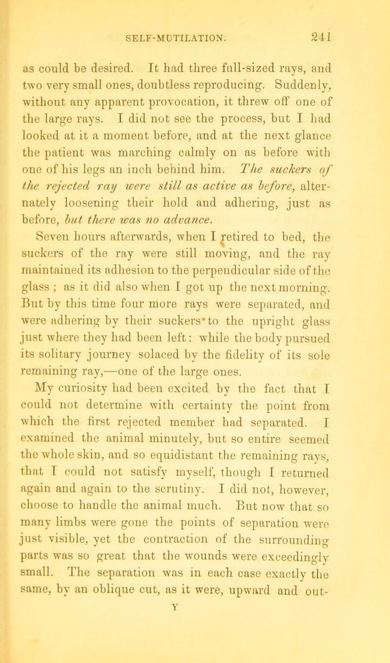 as could be desired. It had three full-sized rays, aud two very small ones, doubtless reproducing. Suddenly, without any apparent provocation, it threw off one of the large rays. I did not see the process, hut I had looked at it a moment before, and at the next glance the patient was marching calmly on as before with one of his legs an inch behind him. The suckers of the rejected ray tvere still as active as before, alter- nately loosening their hold and adhering, just as before, hut there was no advance. Seven hours afterwards, when I Retired to bed, the suckers of the ray were still moving, and the ray maintained its adhesion to the perpendicular side of the glass ; as it did also when I got up the next morning. But by this time four more rays were separated, and were adhering by their suckers* to the upright glass just where they had been left: while the body pursued its solitary journey solaced by the fidelity of its sole remaining ray,—one of the large ones. My curiosity had been excited by the fact that I could not determine with certainty the point from which the first rejected member had separated. I examined the animal minutely, but so entire seemed the whole skin, and so equidistant the remaining rays, that I could not satisfy myself, though I returned again and again to the scrutiny. I did not, however, choose to handle the animal much. But now that so many limbs were gone the points of separation were just visible, yet the contraction of the surrounding parts was so great that the wounds were exceedingly small. The separation was in each case exactly the same, by an oblique cut, as it were, upward and out-