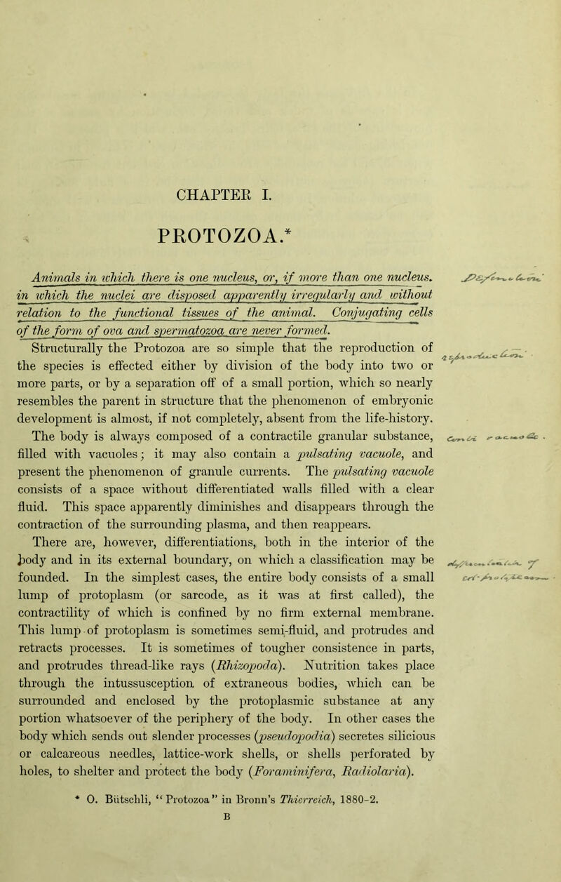 PROTOZOA/ Animals in toliich there is one nucleus, or, if more than one nucleus. in which the nuclei are disposed apparently irregularly and without relation to the functional tissues of the animal. Conjugating cells of the form of ova and spermatozoa are never formed. Structurally the Protozoa are so simple that the reproduction of the species is effected either by division of the body into two or more parts, or by a separation off of a small portion, which so nearly resembles the parent in structure that the phenomenon of embryonic development is almost, if not completely, absent from the life-history. The body is ahvays composed of a contractile granular substance, filled with vacuoles; it may also contain a jpulsating vacuole, and present the phenomenon of granule currents. The pulsating vacuole consists of a space without differentiated walls filled with a clear fluid. This space apparently diminishes and disappears through the contraction of the surrounding plasma, and then reappears. There are, however, differentiations, both in the interior of the body and in its external boundary, on which a classification may be founded. In the simplest cases, the entire body consists of a small lump of protoplasm (or sarcode, as it was at first called), the contractility of which is confined by no firm external membrane. This lump of protoplasm is sometimes semi-fluid, and protrudes and retracts processes. It is sometimes of tougher consistence in parts, and protrudes thread-like rays {Rhizopotla). Nutrition takes place through the intussusception of extraneous bodies, which can be surrounded and enclosed by the protoplasmic substance at any portion whatsoever of the periphery of the body. In other cases the body which sends out slender processes (joseudopodia) secretes silicious or calcareous needles, lattice-work shells, or shells perforated by holes, to shelter and protect the body {Foraminifera, Radiolaria). * 0. Btitsclili, “Protozoa” in Bronn’s Thicrrcich, 1880-2. B
