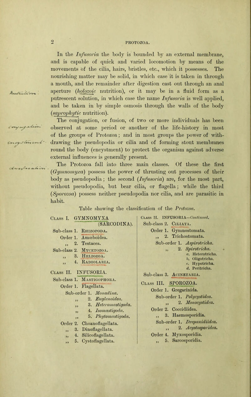 fc. t^»-»•J'^>» ■ (T^eto-9 A C/» » In the Infusoria the body is hounded by an external membrane, and is capable of quick and varied locomotion by means of the movements of the cilia, hairs, bristles, etc., which it possesses. The nourishing matter may be solid, in which case it is taken in through a mouth, and the remainder after digestion cast out through an anal ajjerture (holozoic nutrition), or it may be in a fluid form as a putrescent solution, in Avhich case the name Infusoria is well applied, and be taken in by simple osmosis through the walls of the body {saprophytic nutrition). The conjugation, or fusion, of two or more individuals has been observed at some i)eriod or another of the life-history in most of the groups of Protozoa; and in most groups the power of with- drawing the psendopodia or cilia and of forming stout membranes round the body (encystment) to protect the organism against adverse external influences is generally present. The Protozoa fall into three main classes. Of these the first {Gymnomyxa) possess the power of thrusting out processes of their body as pseudopodia; the second {Infusoria) are, for the most part, without pseudopodia, but bear cilia, or flagella; while the third {Sporozoa) possess neither pseudopodia nor cilia, and are parasitic in habit. Table showing the classification of the Protozoa. Class I. GYMNOMYXA (SARCODINA). Sub-class 1. Rhizopoda. Order 1. Amoeboidea. ,, 2. Testacea. Sub-class 2. Mycetozoa. ,, 3. Heliozoa. ,, 4. Radiolap.ia. Class II. INFUSORIA. Sub-class 1. Mastigophoka. Order 1. Flagellata. Sub-order 1. Monadina. ,, 2. Euglenoidea. ,, 3. Hetcromastigoda. ,, 4. Isomastigoda. ,, .5. Phytomastigoda. Order 2. Clioanoflagellata. ,, 3. Dinoflagellata. ,, 4. Silicofiagellata. ,, 5. Cystottagellata. Class If. INFUSORIA—Continued, Sub-class 2. Ciliata. Order 1. Gyniuostoniata. ,, 2. Trichostoniata. Sub-order 1. Aspirotricha. ,, 2. Spirotricha. a. Heterotrichii. h. Oligotricha, c. Hypotricha. d. Peritricha. Sub-class 3. Actnetakia. Class III. SPOROZOA. Order 1. Gregarinida. Sub-order 1. Polycystidea. ,, 2. Monocysiidca. Order 2. Coccidiidea. ,, 3. Haemosporidia. Sub-order 1. Drepanidiidea. ,, 2. Acystosporidca, Order 4. Myxosporidia. ,, 5. Sarcosporidia.