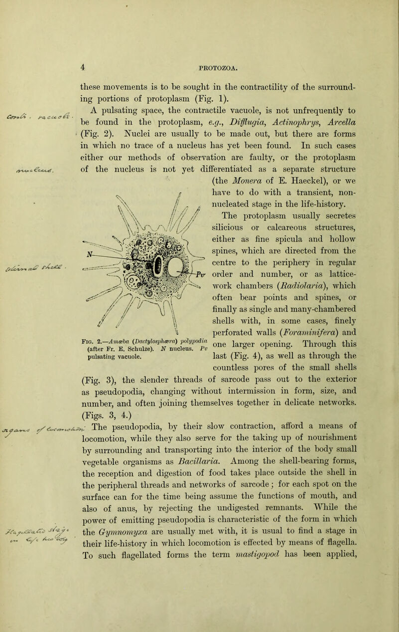 7^ ■ Jz aAyy^ Jz^ these movements is to be sought in the contractility of the surround- ing portions of protoplasm (Fig. 1). A pulsating space, the contractile vacuole, is not unfrequently to be found in the protoplasm, e.p., Diflugia, Actinophrys, Arcella (Fig. 2). Nuclei are usually to be made out, but there are forms in which no trace of a nucleus has yet been found. In such cases either our methods of observation are faulty, or the protoplasm of the nucleus is not yet differentiated as a separate structure (the Monera of E. Haeckel), or we have to do with a transient, non- nucleated stage in the life-history. The protoplasm usually secretes silicious or calcareous structures, either as fine spicula and hollow spines, which are directed from the centre to the periphery in regular order and number, or as lattice- work chambers {Radiolaria), which often bear points and spines, or finally as single and many-chambered shells with, in some cases, finely perforated walls {Foraminifera) and one larger opening. Through this last (Fig. 4), as well as through the countless pores of the small shells (Fig. 3), the slender threads of sarcode pass out to the exterior as pseudopodia, changing Avithout intermission in form, size, and number, and often joining themselves together in delicate networks. (Figs. 3, 4.) The pseudopodia, by their slow contraction, afford a means of locomotion, while they also serve for the taking up of nourishment by surrounding and transporting into the interior of the body small vegetable organisms as Bacillaria. Among the shell-bearing fonns, the reception and digestion of food takes place outside the shell in the peripheral threads and networks of sarcode ] for each spot on the surface can for the time being assume the functions of mouth, and also of anus, by rejecting the undigested remnants. While the power of emitting pseudopodia is characteristic of the form in Avhich the Gymnomyxa are usually met Avith, it is usual to find a stage in their life-history in Avhich locomotion is effected by means of flagella. To such flagellated forms the term mastigopod has been applied. Fio. 2.—Amoeba {Dactylosph(Bra) polypodia (after Fr. E. Schulze). N nucleus. Pv pulsating vacuole.