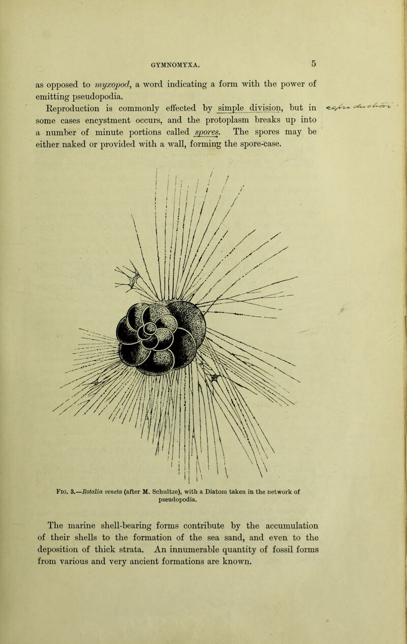 as opposed to myxopod, a Avord indicating a form Avitli the power of emitting pseudopodia. Eeproduction is commonly effected by simple division, but in some cases encystment occurs, and the protoplasm breaks up into a number of minute portions called spores. The spores may be either naked or provided Avith a Avail, forming the spore-case. Fio. 3.—Eotalia veneta (after M. Schultze), with a Diatom taken in the network of pseudopodia. The marine shell-bearing forms contribute by the accumulation of their shells to the formation of the sea sand, and even to the deposition of thick strata. An innumerable quantity of fossil forms from various and very ancient formations are known.