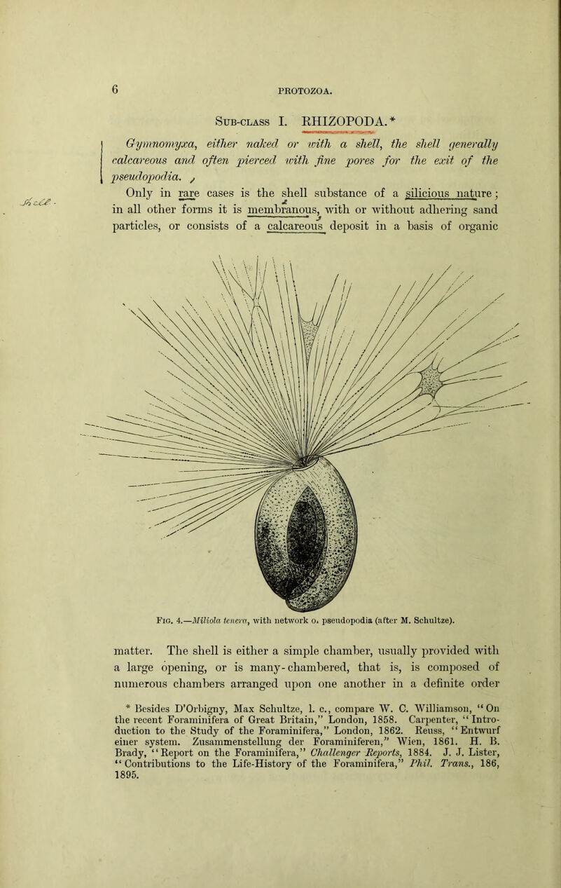 - Sub-class I. RHIZOPODA.* Gymnomyxa, either naked or with a shell, the shell generally calcareous and often 'pierced with fine pores for the exit of the pseudopodia, y Only in rare cases is the shell substance of a silicious nature; in all other forms it is membranous, with or without adhering sand particles, or consists of a calcareous deposit in a basis of organic matter. The shell is either a simple chamber, usually provided with a large opening, or is many-chambered, that is, is composed of numerous chambers arranged upon one another in a definite order * Besides D’Orbigny, Max Schultze, 1. c., compare W. C. Williamson, “On the recent Foraminifera of Great Britain,” London, 1858. Carpenter, “ Intro- duction to the Study of the Foraminifera,” London, 1862. Reuss, “ Entwurf einer system. Zusammenstellung der Foraminiferen,” Wien, 1861. H. B. Brady, “Report on the Foraminifera,” Challenger Reports, 1884. J. J. Lister, “ Contributions to the Life-History of the Foraminifera,” Phil. Trans., 186, 1895.