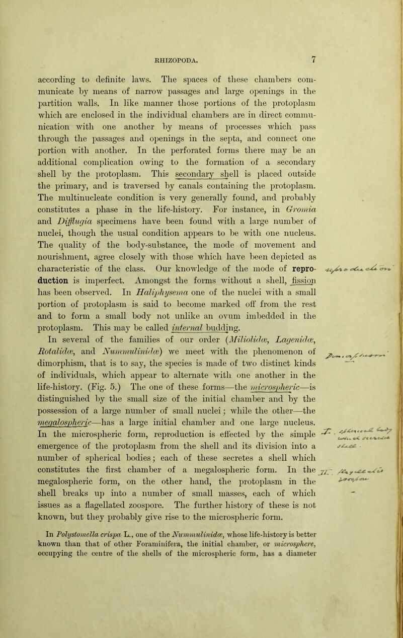 according to definite laws. Tlie spaces of these chambers com- municate by means of narrow passages and large openings in the partition walls. In like manner those poitions of the protoplasm which are enclosed in the individual chambers are in direct commu- nication Avith one another by means of processes which pass through the passages and openings in the septa, and connect one portion with another. In the perforated forms there may be an additional complication owing to the formation of a secondary shell by the jjrotoplasm. This secondary shell is placed outside the primary, and is traversed by canals containing the protoplasm. The multinucleate condition is very generally found, and probably constitutes a phase in the life-history. For instance, in Gromia and Dijjiugia specimens have been found with a large number of nuclei, though the usual condition appears to be Avith one nucleus. The quality of the body-substance, the mode of movement and nourishment, agree closely Avith those Avhich have been dejjicted as characteristic of the class. Our knoAvledge of the mode of repro- duction is imperfect. Amongst the forms Avithout a shell, fission has been observed. In Halipliysema one of the nuclei Avith a small portion of protoplasm is said to become marked off from the rest and to form a small body not unlike an ovum imbedded in the protoplasm. This may be called internal budding. In several of the families of our order [Miliolvhe, Lagenidie, Rotalidie, and NummidinidLe) we meet Avith the phenomenon of dimorphism, that is to say, the species is made of tAVO distinct kinds of individuals, Avhich appear to alternate Avitli one another in the life-history. (Fig. 5.) The one of these forms—the microspheric—is distinguished Iiy the small size of the initial chamber and by the possession of a large number of small juiclei; Avhile the other—the megalospheric—has a lai'ge initial chamber and one large nucleus. In the microspheric form, reproduction is efi'ected by the simple emergence of the protoplasm from the shell and its division into a number of spherical bodies; each of these secretes a shell Avhich constitutes the first chamber of a megalospheric form. In the megalospheric form, on the other hand, the protoplasm in the shell breaks up into a number of small masses, each of Avhich issues as a flagellated zoosiAore. The further history of these is not knoAvn, but they probably give rise to the microsirheric form. Jir. f ^ In Polystomclla crispa L., one of the Nummulinidce, whose life-history is better known than that of other Foraniinifera, the initial chamber, or microsplicre, occupying tlie centre of the shells of the microspheric form, has a diameter