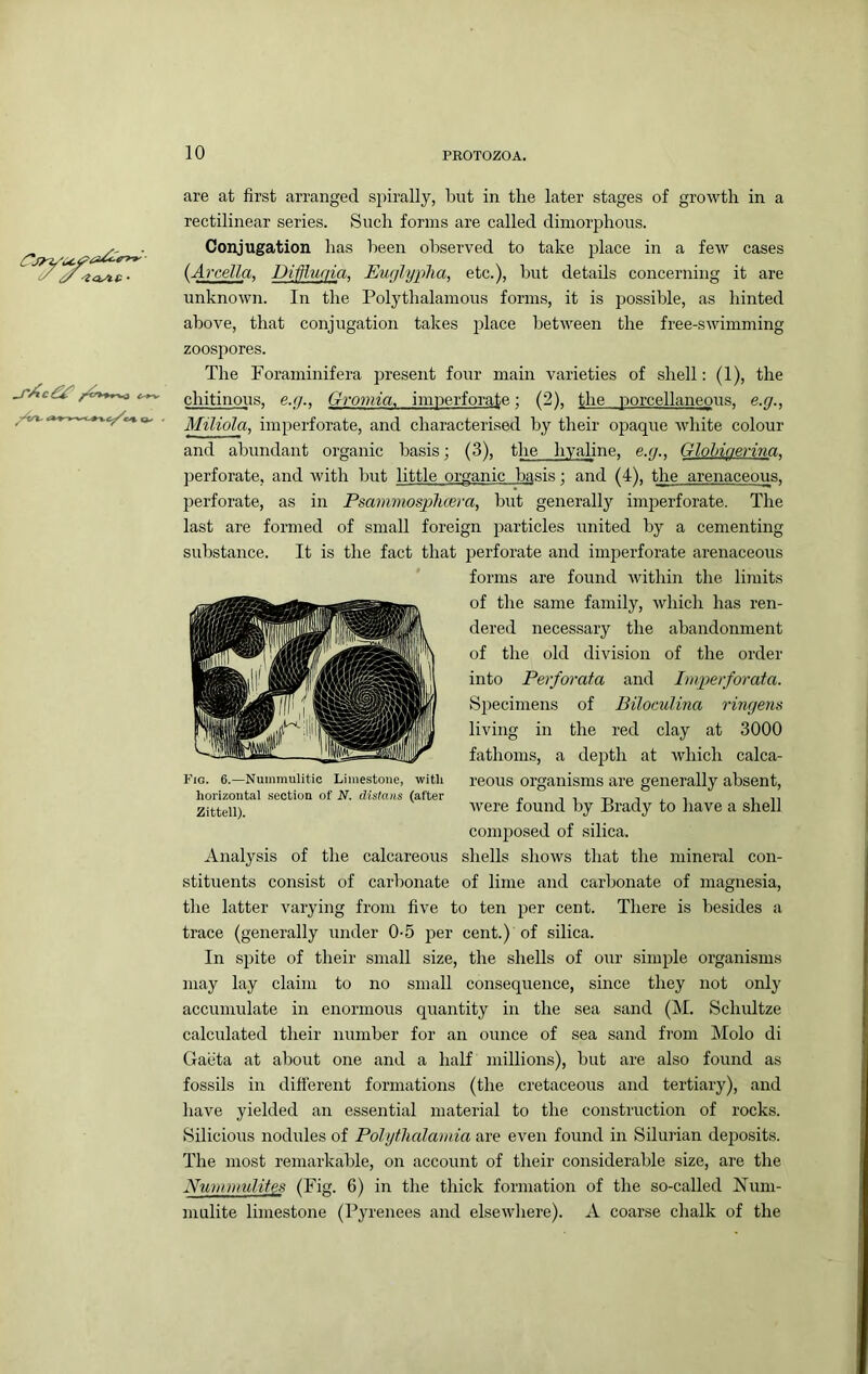 y ^ • are at first arranged spirally, but in the later stages of growth in a rectilinear series. Such forms are called dimorphous. Conjugation has been observed to take place in a few cases (Arcella, Dijfluqia, Euglyplia, etc.), but details concerning it are unknown. In the Polythalamous forms, it is 230ssible, as hinted above, that conjugation takes j^lace between the free-swimming zoospores. The Foraminifera jjresent four main varieties of shell: (1), the chitinous, e.g., Gromia, imperforate; (2), the ]3orcellaneous. e.g., Miliola, imj^erforate, and characterised by their opaque white colour and abundant organic basis; (3), the hyaline, e.g., Glohinerina. perforate, and with but little organic basis; and (4), the arenaceous. l)erforate, as in Psammosplicera, but generally inq^erforate. The last are formed of small foreign particles united by a cementing substance. It is the fact that perforate and imperforate arenaceous forms are found within the limits of the same family, which has ren- dered necessary the abandonment of the old division of the order into Perforata and Imperforata. Specimens of Biloculina ringens living in the red clay at 3000 fathoms, a dejjth at Avhich calca- reous organisms are generally absent, Avere found by Brady to have a shell composed of silica. Analysis of the calcareous shells shows that the mineral con- stituents consist of carbonate of lime and carbonate of magnesia, the latter varying from five to ten cent. There is besides a trace (generally under 0-5 j^er cent.) of silica. In spite of their small size, the shells of our simple organisms may lay claim to no small consequence, since they not only accumulate in enormous quantity in the sea sand (M. Schultze calculated their number for an ounce of sea sand from Molo di Gaiita at about one and a half millions), but are also found as fossils in different formations (the cretaceous and tertiary), and have yielded an essential material to the construction of rocks. tSilicious nodules of Pohjtlialamia are even found in Silurian deposits. The most remarkable, on account of their considerable size, are the Numnmlites (Fig. 6) in the thick formation of the so-called Num- niulite limestone (Pyrenees and elscAvhere). A coarse chalk of the Fig. 6.—Nuinmulitie Limestone, with horizontal .section of N. distaus (after Zittell).