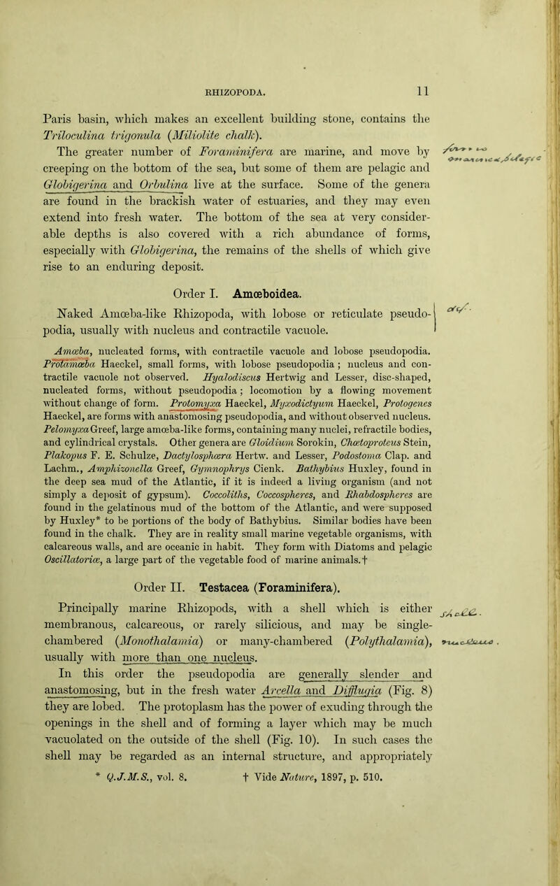 Paris basin, wliicli makes an excellent building stone, contains the Triloculina trirjonula (^Miliolite chalJc). The greater number of Foraminifera are marine, and move by creeping on the bottom of the sea, but some of them are pelagic and Glohigerina and OrhuUna live at the surface. Some of the genera are found in the brackish water of estuaries, and they may even extend into fresh water. The bottom of the sea at very consider- able depths is also covered with a rich abundance of forms, especially with Glohigerina, the remains of the shells of which give rise to an enduring deposit. Order I. Amoeboidea. Naked Amoeba-like Rhizopoda, with lobose or reticulate pseudo- podia, usually with nucleus and contractile vacuole. Amceba, nucleated forms, with contractile vacuole and lobose pseudopodia. Prolaviceha Haeckel, small forms, with lobose pseudopodia ; nucleus and con- tractile vacuole not observed. Hyalodiscus Hertwig and Lesser, disc-shajjed, nucleated forms, without pseudopodia; locomotion by a flowing movement without change of form. Protomyxa Haeckel, Myxodietyum Haeckel, Protogenes Haeckel, are forms with anastomosing pseudopodia, and without observed nucleus. PeloniyxaGxeei, large amoeba-like forms, containing many nuclei, refractile bodies, and cylindrical crystals. Other genera are Oloidium Sorokin, Cheetoproteus Stein, Plakopus F. E. Schulze, Bactylosphcera Hertw. and Lesser, Podostoma Clap, and Lachm., Amphizonella Greef, Gymnophrys Cienk. Batliyhius Huxley, found in the deep sea mud of the Atlantic, if it is indeed a living organism (and not simply a deposit of gypsum). Coccoliths, Coccospheres, and Phabdospheres are found in the gelatinous mud of the bottom of the Atlantic, and were supposed by Huxley* to be portions of the body of Bathybius. Similar bodies have been found in the chalk. They are in reality small marine vegetable organisms, with calcareous walls, and are oceanic in habit. They form with Diatoms and pelagic Oscillatoricc, a large part of the vegetable food of marine animals, f Order II. Testacea (Foraminifera). Principally marine Rhizopods, with a shell which is either membranous, calcareous, or rarely silicious, and may be single- chambered {Monothalamia) or many-chambered (Polythalamia), usually with more than one nucleus. In this order the pseudopodia are generally slender and anastomosing, but in the fresh water Arcella and DiMuqia (Fig. 8) they are lobed. The protoplasm has the j^ower of exuding through tlie openings in the shell and of forming a layer which may be much vacuolated on the outside of the shell (Fig. 10). In such cases the shell may be regarded as an internal structure, and appropriately * Q.J.M.S., vol. 8. t Nature, 1897, p. 510.