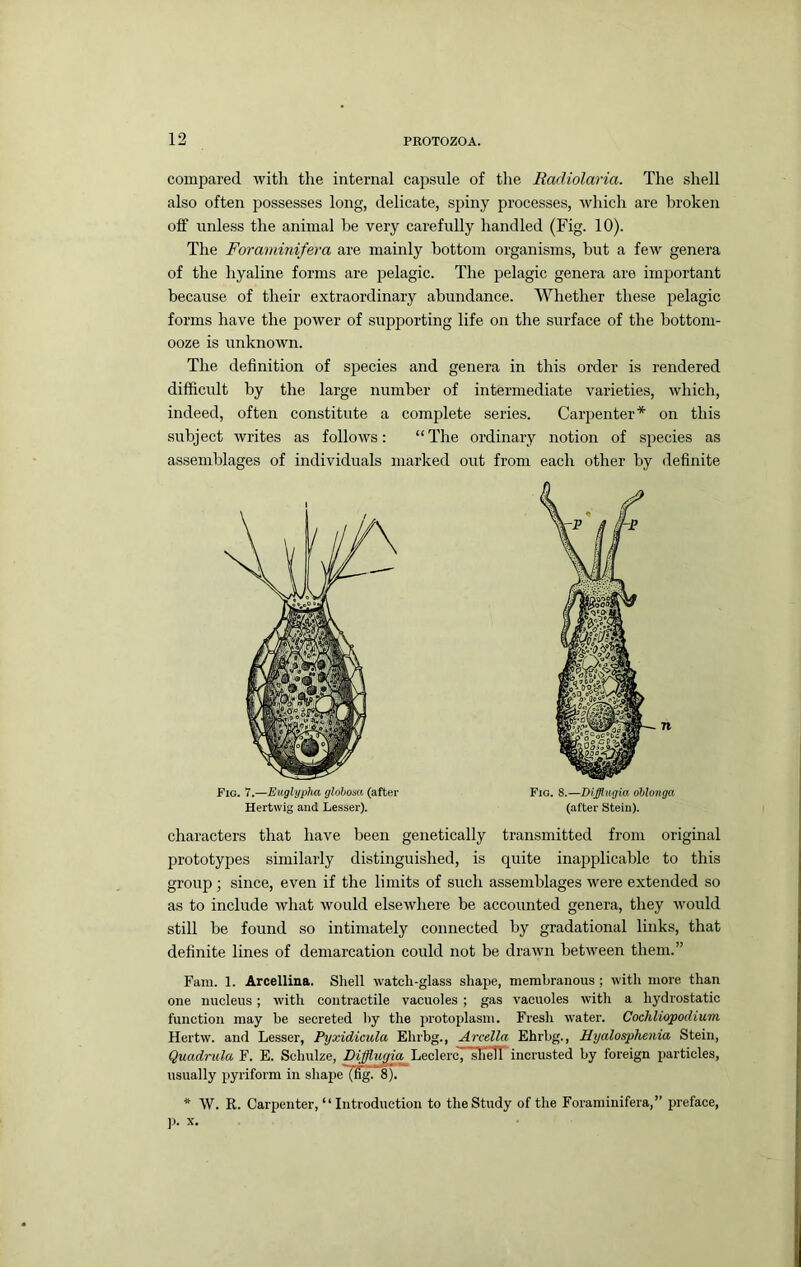 compared with the internal capsule of the Radiolaria. The shell also often possesses long, delicate, spiny processes, which are broken off unless the animal be very carefully handled (Fig. 10). The Foraminifera are mainly bottom organisms, but a few genera of the hyaline forms are pelagic. The pelagic genera are important because of their extraordinary abundance. Whether these pelagic forms have the power of supporting life on the surface of the bottom- ooze is unknown. The definition of species and genera in this order is rendered difficult by the large number of intermediate varieties, which, indeed, often constitute a complete series. Carpenter* on this subject writes as follows: “The ordinary notion of species as assemblages of individuals marked out from each other by definite characters that have been genetically transmitted from original prototypes similarly distinguished, is quite inapplicable to this group; since, even if the limits of such assemblages were extended so as to include what would elsewhere be accounted genera, they would still be found so intimately connected by gradational links, that definite lines of demarcation could not be drawn between them.” Fam. 1. Arcellina. Shell watch-glass shape, membranous ; with more than one nucleus ; with contractile vacuoles ; gas vacuoles with a hydrostatic function may be secreted by the protoplasm. Fresh water. Cochliopodium Hertw. and Lesser, Pyxidicula Ehrbg., Arcella Ehrbg., Hyalosphenia Stein, Quadrula F. E. Schulze, shell incrusted by foreign particles, usually pyriform in shape~(Hg. 8). * W. R. Carpenter, “ Introduction to the Study of the Foraminifera,” preface, )J. X. n Fig. 7.—Euglypha globosa (after Hertwig and Lesser). Fig. 8.—Difflngia ohlonga (after Stein).