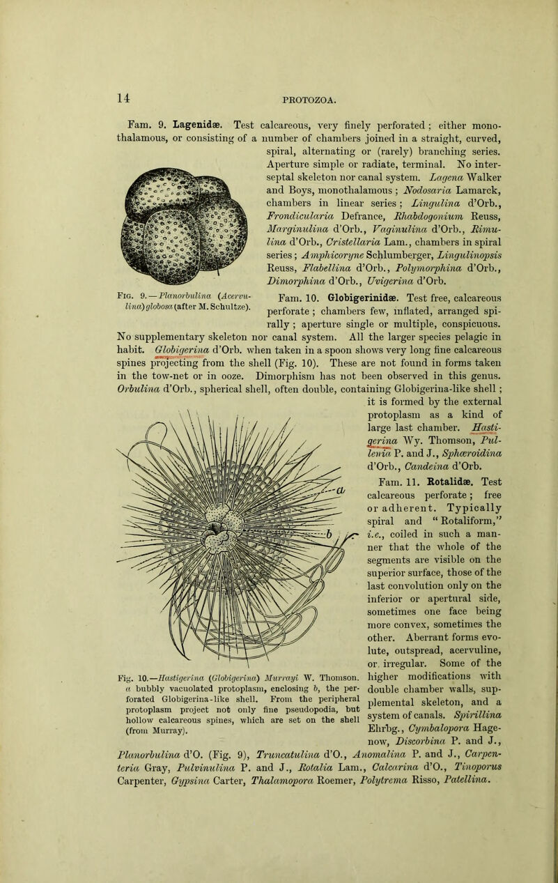 Fig. 9. — PlanorbuUna {Acervn- li7ia)globosa (suiter M. Schultze). Fam. 9. Lagenidae. Test calcareous, very finely perforated ; either mono thalamous, or consisting of a number of chambers joined in a straight, curved spiral, alternating or (rarely) branching series Aperture simple or radiate, terminal. No inter septal skeleton nor canal system. Lagena Walkei and Boys, monothalamous ; Nodosaria Lamarck chambers in linear series; Lingulina d’Orb. Frondicularia Defrance, Rhabdogonium Eeuss Marginulina d’Orb., Vaginulina d’Orb., Rimu Una d’Orb., Cristellaria Lam., chambers in spiral series; Schlumberger, Lingulinopsis Reuss, Flabellina d’Orb., Polymorphina d’Orb., Dimorphina d’Orb., Uvigerina d’Orb. Fani. 10. Globigerinidae. Test free, calcareous perforate ; chambers few, inflated, arranged spi- rally ; aperture single or multiple, conspicuous. No supplementary skeleton nor canal system. All the larger species pelagic in habit. Globigerina d’Orb. when taken in a spoon shows very long fine calcareous spines projecting from the shell (Fig. 10). These are not found in forms taken in the tow-net or in ooze. Dimorphism has not been observed in this genus. Orbulina d’Orb., spherical shell, often double, containing Globigerina-like shell; it is formed by the external protoplasm as a kind of large last chamber. Sasti- ^rina Wy. Thomson, Pul- levia P. and J., Spheeroidina d’Orb., Candeina d’Orb. Fam. 11. Rotalidae. Test calcareous perforate; free or adherent. Typically spiral and “ Rotaliform,” i.e., coiled in such a man- ner that the whole of the segments are visible on the superior surface, those of the last convolution only on the inferior or apertural side, sometimes one face being more convex, sometimes the other. Aberrant forms evo- lute, outspread, acervuline, or. irregular. Some of the higher modifications with double chamber walls, sup- plemental skeleton, and a system of canals. Spirillina Ehrhg., Cymbalopora Hage- now, Discorbina P. and J., PlanorbuUna (Fig. 9), Truncatulina A’O., Anomalina P. and J., Carpen- tcria Gray, Pidvinulina P. and J., Rotalia Lam., Calcarina d’O., I'inoporus Carpenter, Gypsina Carter, Thalamopora Roemer, Polylrema Risso, Patellina. Fig. 10.—Hastigerlna {Globigerina) Mnrrayi W. Thomson. a bubbly vacuolated protoplasm, enclosing b, the per- forated Globigerina-like shell. From the peripheral protoplasm project not only fine pseudopodia, but hollow calcareous spines, which are set on the shell (from Munay).