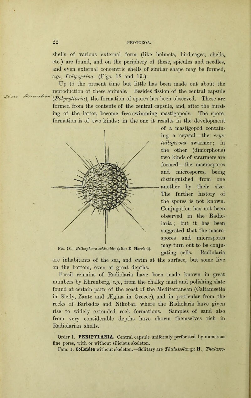 shells of various external form (like helmets, bird-cages, shells, etc.) are found, and on the iDeriphery of these, spicules and needles, and even external concentric shells of similar shape may be formed, e.p., Polycystina. (Figs. 18 and 19.) Up to the present time but little has been made out about the reproduction of these animals. Besides fission of the central capsule ^ fomiation of spores has been observed. These are formed from the contents of the central capsule, and, after the burst- ing of the latter, become free-swimming mastigopods. The spore- formation is of two kinds: in the one it results in the development of a mastigopod contain- ing a crystal—the crys- talliyerous swarmer; in the other (dimorphous) two kinds of swarmers are formed—the macrospores and microspores, being distinguished from one another by their size. The further history of the spores is not known. Conjugation has not been observed in the Radio- laria; but it has been suggested that the macro- spores and micros]3ores may turn out to be conju- gating cells. Radiolaria are inhabitants of the sea, and swim at the surface, but some live on the bottom, even at great depths. Fossil remains of Radiolaria have been made known in great numbers by Ehrenberg, e.g., from the chalky marl and polishing slate found at certain parts of the coast of the Mediterranean (Caltanisetta in Sicily, Zante and .iEgina in Greece), and in j^articular from the rocks of Barbados and Uikobar, where the Radiolaria have given rise to widely extended rock formations. Samples of sand also from very considerable depths have shown themselves rich in Radiolarian shells. Order 1. PERIPYLAEIA. Central capsule uniformly perforated by numerous fine pores, with or without silicious skeleton. Fam. 1. Colloidea withouc skeleton.—Solitary are ThalassolamipcYl., Tholasso-