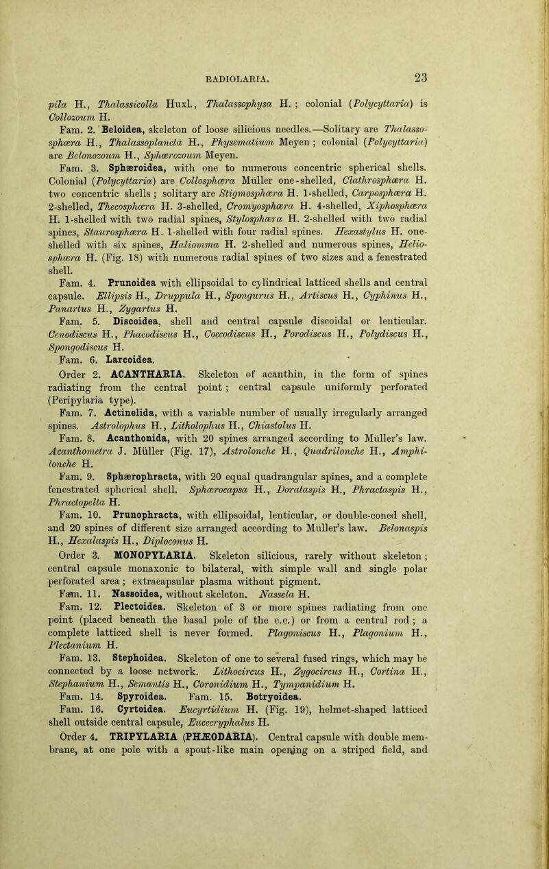 pila H., Thalassicolla Huxl., Thalassophysa H. ; colonial (Polycyttaria) is Collozoum H. Fam. 2. Beloidea, skeleton of loose silicious needles.—Solitary are Thalasso- sphcera H., Thalassoplancta H., Physematium Meyen ; colonial {Polycyttaria) are Belonozoum H., Splioerozoum Meyen. Fam. 3. Sphaeroidea, with one to numerous concentric spherical shells. Colonial {Polycyttaria) are Collosphcera Miiller one-shelled, Clathrosphoera H. two concentric shells ; solitary are Stigmosphccra H. 1-shelled, Carposphcera H. 2-shelled, Thecosphoera H. 3-shelled, Cromyosphcera H. 4-shelled, Xiphosphocra H. 1-shelled with two radial spines, Stylosphoera H. 2-shelled with two radial spines, Staurosphoera H. 1-shelled with four radial spines. Hexastylus H. one- shelled with six spines, Haliomma H. 2-shelled and numerous spines, Helio- sphmra H. (Fig. 18) with numerous radial spines of two sizes and a fenestrated shell. Fam. 4. Prunoidea with ellipsoidal to cylindrical latticed shells and central capsule. Ellipsis H., Druppula H., Spmiguriis H., Artiscus H., Cyphinus H., Panartus H., Zygartus H. Fam. 5. Discoidea, shell and central capsule discoidal or lenticular. Cenodiscits H., Phacodiscus H., Coccodiscus H., Porodiscus H., Polydiscus H., Spongodiscus H. Fam. 6. Larcoidea. Order 2. ACANTHARIA. Skeleton of acanthin, in the form of spines radiating from the central point; centi’al capsule uniformly perforated (Peripylaria type). Fam. 7. Actinelida, with a variable number of usually irregularly arranged spines. Astrolophus H., Litholophus , CMastolus H. Fam. 8. Acanthonida, with 20 spines arranged according to Muller’s law. Acanthomctrct J. Muller (Fig. 17), Astrolonclie H., Quadrilonche H., Amphi- lonche H. Fam. 9. Sphaerophracta, with 20 equal quadrangular spines, and a complete fenestrated spherical shell. Sphocrocapsa H., Borataspis H., Phractaspis H., Phractopelta H. Fam. 10. Prunophracta, with ellipsoidal, lenticular, or double-coned shell, and 20 spines of different size arranged according to Miiller’s law. Belonaspis H., Hcxalaspis H., Diploconus H. Order 3. MONOPTIARIA. Skeleton silicious, rarely without skeleton ; central capsule monaxonic to bilateral, with simple w'all and single polar perforated area ; extracapsular plasma without pigment. Fam. 11. Kassoidea, without skeleton. Nassela H. Fam. 12. Plectoidea. Skeleton of 3 or more spines radiating from one jioint (placed beneath the basal pole of the c.c.) or from a central rod; a complete latticed shell is never formed. Plagoniscus H., Plagonium H., Plectanium H. Fam. 13. Stephoidea. Skeleton of one to several fused rings, which may be connected by a loose network. Lithocircus H., Zygocircus H., Cortina H., Stephanium H., Semantis H., Coronidium H., Tympanidium H. Fam. 14. Spyroidea. Fam. 15. Botryoidea. Fam. 16. Cyrtoidea. Eucyrtidium H. (Fig. 19), helmet-shaped latticed shell outside central capsule, Eiicecryphalus H. Order 4. TRIPYLAKIA (PH^ODAEIA). Central capsule with double mem- brane, at one pole with a spout-like main opening on a striped field, and