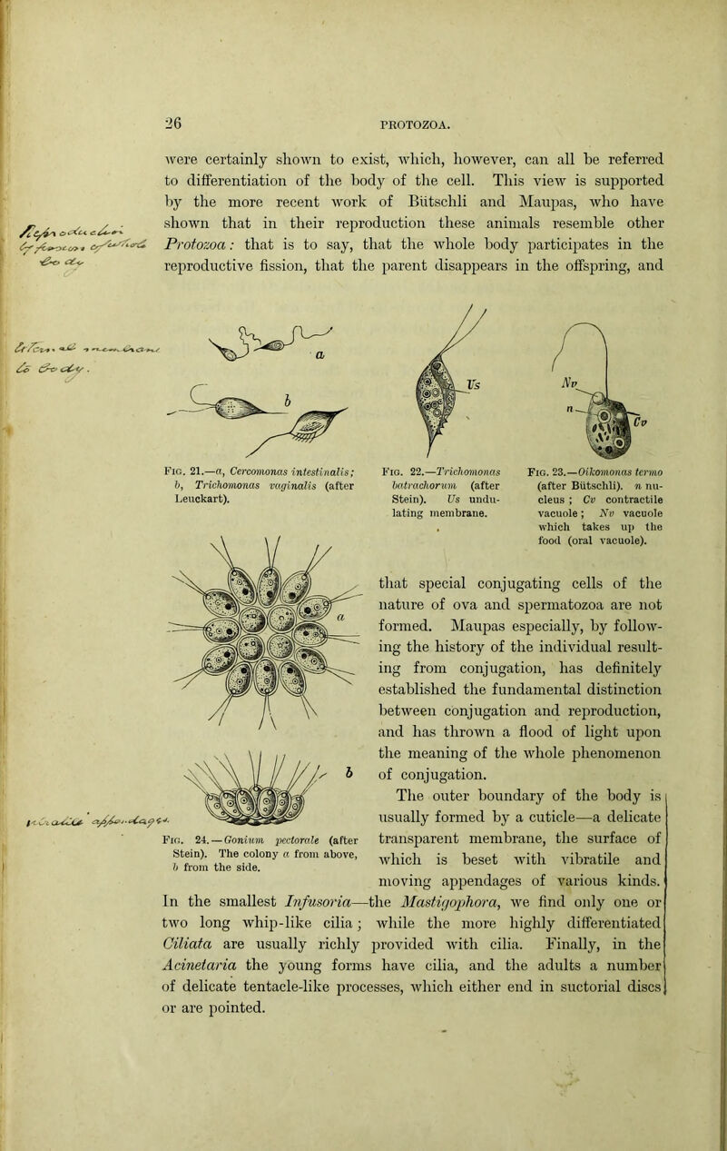 ^vere certainly shown to exist, which, however, can all be referred to differentiation of the body of the cell. This view is supirorted by the more recent work of Biitschli and Maupas, Avho have ~ , , X . shown that in their reproduction these animals resemble other Protozoa: that is to say, that the whole l:>ody particij^ates in the reproductive fission, that the parent disappears in the offspring, and Fig. 21.—«, Cercamonas intestinalis; h. Trichomonas vaginalis (after Leuckart). Fig. 22.—Trichmnonas hatracliormn (after Stein). Us undu- lating membrane. Fig. 23.—OiIcmno7ias termo (after Biitschli). n nu- cleus ; Cv contractile vacuole; Au vacuole which takes up the food (oral vacuole). that s^iecial conjugating cells of the nature of ova and spermatozoa are not formed. Maupas especially, by follow- ing the history of the individual result- ing from conjugation, has definitely established the fundamental distinction between conjugation and rejiroduction, and has thrown a flood of light upon the meaning of the whole phenomenon of conjugation. The outer boundary of the body is usually formed by a cuticle—a delicate transparent membrane, the surface of which is beset with vibratile and moving appendages of various kinds. In the smallest Infusoria—the Mastigopliora, we find only one or two long whip-like cilia; while the more highly differentiated Ciliata are usually richly provided with cilia. Finally, in the Acinetaria the young forms have cilia, and the adults a number of delicate tentacle-like processes, which either end in suctorial discs F''ig. 24. — Gonium pectorals (after Stein). The colony a from above, h from the side. or are pointed.