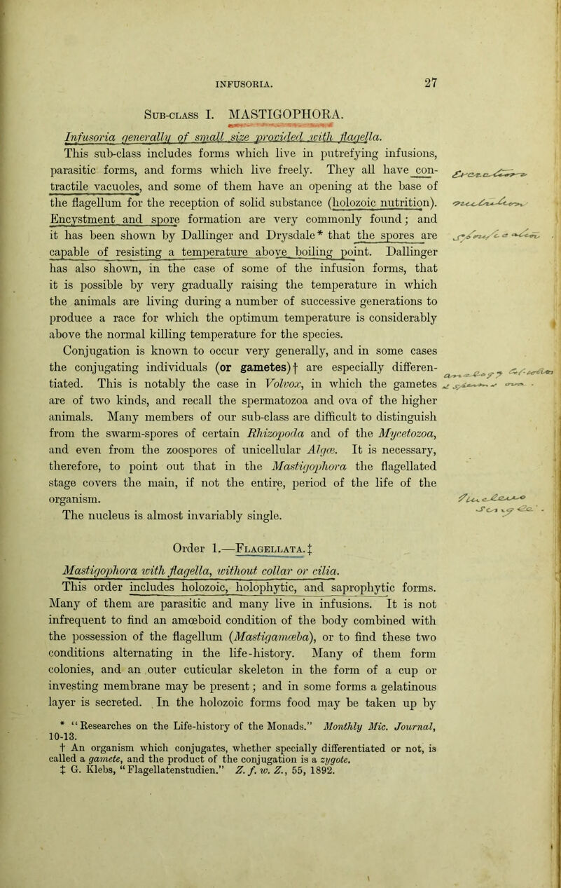 Sub-class I. MASTIGOPHORA. Infusoria qeneralhi of umall size provided with Hanella. This sub-class includes forms which live in putrefying infusions, parasitic forms, and forms which live freely. They all have con- tractile vacuoles, and some of them have an opening at the base of the flagellum for the reception of solid substance (holozoic nutrition). Encystment and spore formation are very commonly found; and it has been shown by Dallinger and Drysdale * that the spores are capable of resisting a temperature above boiling point. Dallinger has also shown, in the case of some of the infusion forms, that it is possible by very gradually raising the temperature in which the animals are living during a number of successive generations to produce a race for which the optimum temperature is considerably above the normal killing temperature for the species. Conjugation is known to occur very generally, and in some cases the conjugating individuals (or gametes) f are especially differen- tiated. This is notably the case in Volvox^ in which the gametes are of two kinds, and recall the spermatozoa and ova of the higher animals. Many members of our sub-class are difficult to distinguish from the swarm-spores of certain Rhizopoda and of the Myeefozoa, and even from the zoospores of unicellular Algm. It is necessary, therefore, to point out that in the Mastigopliora the flagellated stage covers the main, if not the entire, period of the life of the organism. The nucleus is almost invariably single. Order 1.—Flagellata.| Mastigophora with flagella, without collar or cilia. This order includes holozoic, holophytic, and saprophytic forms. Many of them are parasitic and many live in infusions. It is not infrequent to find an amoeboid condition of the body combined with the possession of the flagellum {Mastigamceha), or to find these two conditions alternating in the life-history. Many of them form colonies, and an outer cuticular skeleton in the form of a cup or investing membrane may be present; and in some forms a gelatinous layer is secreted. In the holozoic forms food may be taken up by * “Researches on the Life-history of the Monads.” Monthly Mic. Journal, 10-13. t An organism which conjugates, whether specially differentiated or not, is called a gamete, and the product of the conjugation is a zygote, t G. Klebs, “ Flagellatenstudien.” Z.f.w. Z., 55, 1892. \