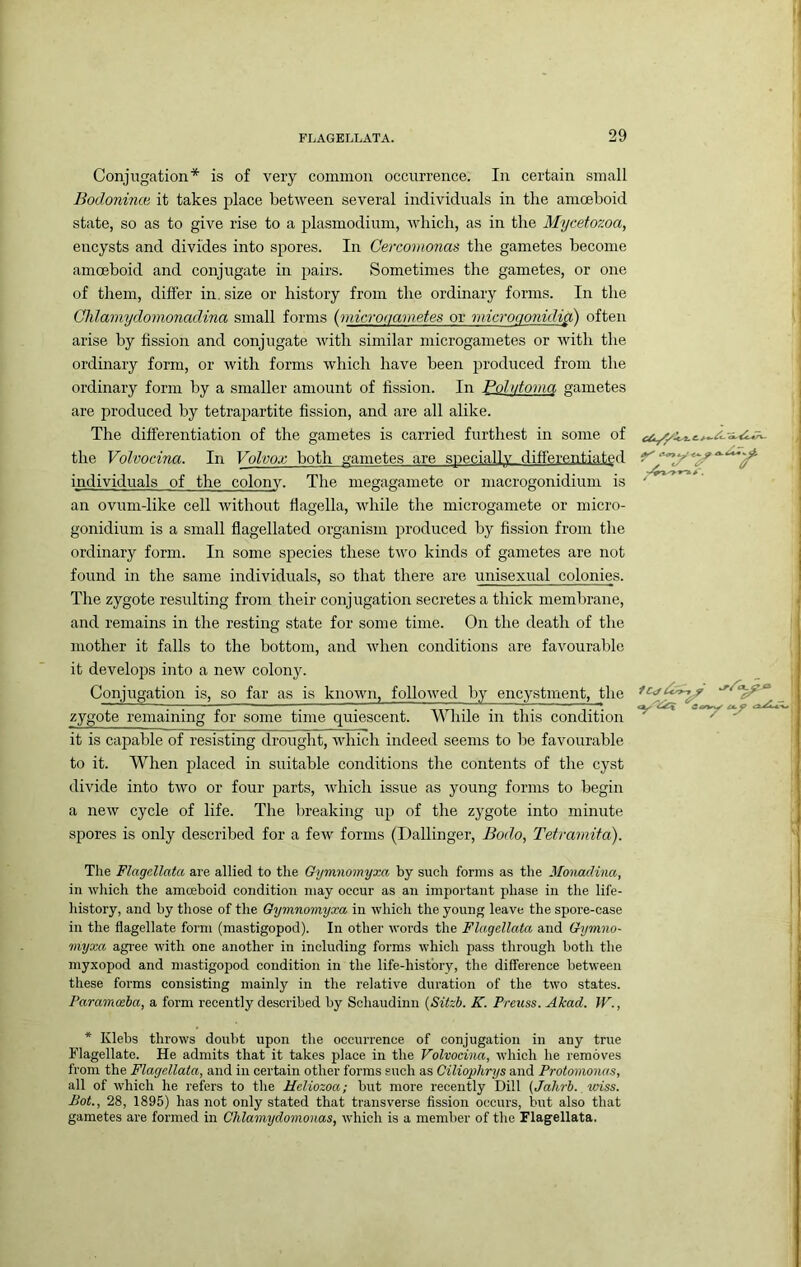 Conjugation* is of very common occurrence. In certain small Bodoninm it takes j^lace between several individuals in the amoeboid state, so as to give rise to a plasmodium, which, as in the Myeetozoa, encysts and divides into spores. In Cercoinonas the gametes become amoeboid and conjugate in pairs. Sometimes the gametes, or one of them, differ in. size or history from the ordinary forms. In the Clilamydomonadina small forms (microgametes or microcionidici) often arise by fission and conjugate rvith similar microgametes or with the ordinary form, or with forms which have been produced from the ordinary form by a smaller amount of fission. In Poll don la gametes are produced by tetrapartite fission, and are all alike. The differentiation of the gametes is carried furthest in some of the Volvocina. In Volvox both gametes are specially differentiated individuals of the colony. The megagamete or macrogonidium is an ovum-like cell without flagella, while the microgamete or micro- gonidium is a small flagellated organism produced by fission from the ordinary form. In some species these two kinds of gametes are not found in the same individuals, so that there are unisexual colonies. The zygote resulting from their conjugation secretes a thick membrane, and remains in the resting state for some time. On the death of the mother it falls to the bottom, and when conditions are favourable it develops into a new colony. Conjugation is, so far as is known, followed by encystment, the zygote remaining for some time quiescent. While in this condition it is capable of resisting drought, which indeed seems to be favourable to it. When j^laced in suitable conditions the contents of the cyst divide into two or four parts, Avhich issue as young forms to begin a new cycle of life. The breaking up of the zygote into minute spores is only described for a few forms (Dallinger, Bodo, Tetramita). The Flagcllata are allied to the Gijmnomyxa by such forms as the Monadina, in wliich the amoeboid condition may occur as an important phase in the life- history, and by those of the Gymnomyxa in which the young leave the spore-case in the flagellate form (mastigopod). In other words the Flagcllata and Gymno- myxa agi’ee with one another in including forms which pass through both the myxopod and mastigopod condition in the life-history, the difference between these forms consisting mainly in the relative duration of the two states. Paramceha, a form recently described by Schaudinn {Sitzb. K. Preuss. Akad. W., * Klebs throws doubt upon the occurrence of conjugation in any true Flagellate. He admits that it takes jJlace in the Volvocina, which he removes from the Flagcllata, and in certain other forms such as Ciliophrys and Protomonas, all of which he refers to the Heliozoa; but more recently Dill (Jahrb. wiss. Bot., 28, 1895) has not only stated that transverse fission occurs, but also that gametes are formed in Chlamydomonas, which is a member of the Flagcllata.