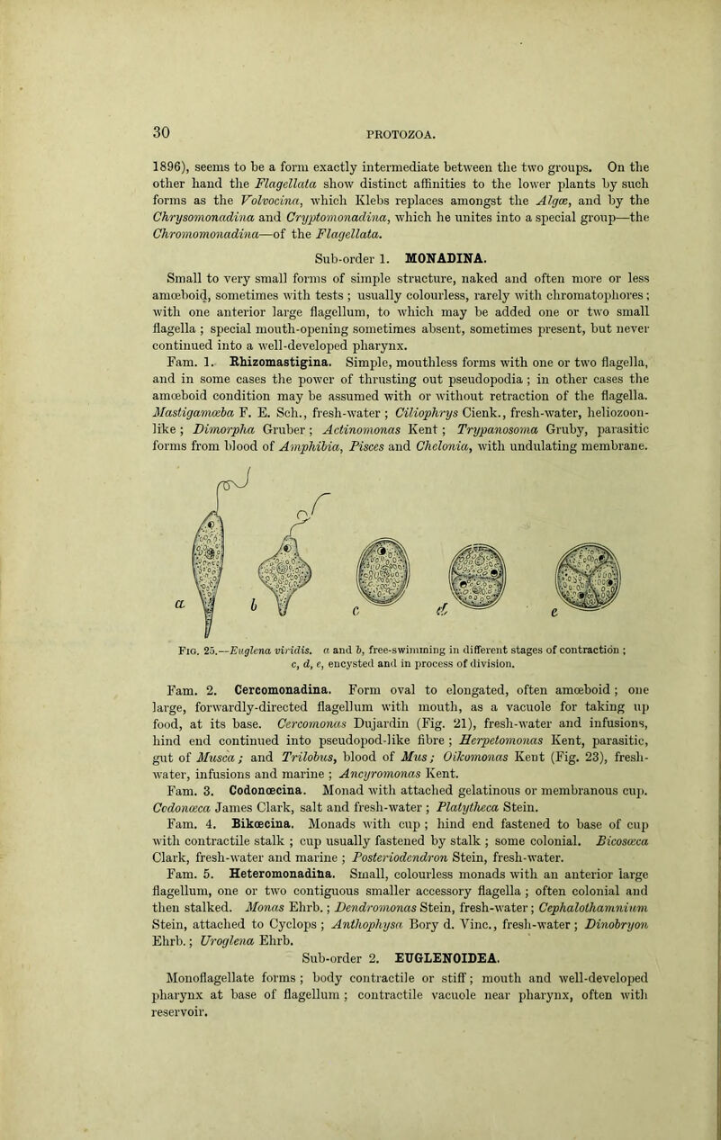 1896), seems to be a form exactly intermediate between the two groups. On the other hand the Flagellata show distinct affinities to the lower plants by such forms as the Volvocina, which Klebs replaces amongst the Algte, and by the Chrysomonadina and Cryptomonadi-na, which he unites into a special group—the Chromomonadina—of the Flagellata. Sub-order 1. MONADINA. Small to very small forms of simple structure, naked and often more or less amoeboid, sometimes with tests ; usually colourless, rarely with chromatophores; with one anterior large flagellum, to which may be added one or two small flagella ; special mouth-opening sometimes absent, sometimes present, but never continued into a well-developed pharynx. Fam. 1. Ehizomastigiua. Simple, mouthless forms with one or two flagella, and in some cases the power of thrusting out pseudopodia ; in other cases the amoeboid condition may be assumed with or without retraction of the flagella. Mastigamoeba F. E. Sch., fresh-water ; Ciliophrys Cienk., fresh-water, heliozoon- like ; Dimorpha Gruber ; Actinomonas Kent; Trypanosoma Gruby, parasitic forms from blood of Amphibia, Pisces and Chelonia, with undulating membrane. Fig. 25.—Euglena viridis. a and b, free-swimrning in different stages of contraction ; c, d, e, encysted and in process of division. Fam. 2. Cercomonadina. Form oval to elongated, often amoeboid; one large, forwardly-directed flagellum with mouth, as a vacuole for taking up food, at its base. Cercornonas Dujardin (Fig. 21), fresh-water and infusions, hind end continued into pseudopod-like fibre ; Eerpetomonas Kent, parasitic, gut of Musca ; and Trilobus, blood of Mus; Oikomonas Kent (Fig. 23), fresh- water, infusions and marine ; Ancyromonas Kent. Fam. 3. Codonoecina. Monad with attached gelatinous or membranous cup. Ccdonceca James Clark, salt and fresh-water ; Platytheca Stein. Fam. 4. Bikceciua. Monads with cup ; hind end fastened to base of cup with contractile stalk ; cup usually fastened by stalk ; some colonial. Bicosaca Clark, fresh-water and marine ; Postei'iodendron Stein, fresh-water. Fam. 5. Heteromonadina, Small, colourless monads with an anterior large flagellum, one or two contiguous smaller accessory flagella; often colonial and then stalked. Monas Ehrb.; Dendromonas Stein, fresh-water; Cephalolhamnimn Stein, attached to Cyclops ; Antliophysa Bory d. Vine., fresh-water; Dinobryon Ehrb.; Uroglena Ehrb. Sub-order 2. EUGLENOIDEA. Monoflagellate forms ; body contractile or stiff; mouth and well-develoj)ed pharynx at base of flagellum ; contractile vacuole near pharynx, often with reservoir.