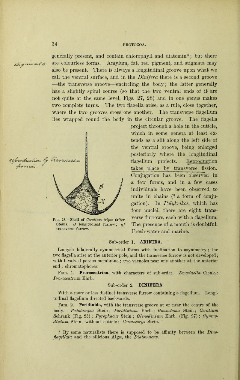generally present, and contain chlorophyll and diatomin*; hut there are colourless forms. Amylum, fat, red pigment, and stigmata may also be present. There is always a longitudinal groove upon what we call the ventral surface, and in the Dinifera there is a second groove —the transverse groove—encircling the body; the latter generally has a slightly spiral course (so that the two ventral ends of it are not quite at the same level. Figs. 27, 28) and in one genus makes two complete turns. The two flagella arise, as a rule, close together, where the two grooves cross one another. The transverse flagellum lies wrapped round the body in the circular groove. The flagella project through a hole in the cuticle, which in some genera at least ex- tends as a slit along the left side of the ventral groove, being enlarged posteriorly where the longitudinal flagellum projects. Beproduction takes place by transverse fission. Conjugation has been observed in a feAv forms, and in a few cases individuals have been observed to unite in chains (? a form of conju- gation). In Polykrikos, which has four nuclei, there are eight trans- verse furrows, each with a flagellum. The presence of a mouth is doubtful. Fresh-water and marine. Fig. 28.—Shell of Ceratium tripos (after Stein). If longitudinal furrow; qf transverse furrow. Sub-order 1. ADINIDA. Longish bilaterally-symmetrical forms with inclination to asymmetry; thv two flagella arise at the anterior pole, and the transverse furrow is not developed; with bivalved porous membrane; two vacuoles near one another at the anterior end ; chromatophores. Fam. 1. Prorocentrina, with characters of sub-order. Exuviaella Cienk.; Troromitrum Ehrb. Sub-order 2. DINIFERA. With a more or less distinct transverse furrow containing a flagellum. Longi- tudinal flagellum directed backwards. Fam. 2. Peridinida, with the transverse gi'oove at or near the centre of the body. Podolamfias Stein ; Peridinium Ehrb.; Goniodoma Stein ; Ceratium Schrank (Fig. 28); Pyrophacus Stein ; Glenodinium Ehrb. (Fig. 27) ; Oymno- dinium Stein, without cuticle ; Ceratoeorys Stein. * By some naturalists there is supposed to be affinity between the Dino- flagellata and the silicious Algie, the Dialomacem.